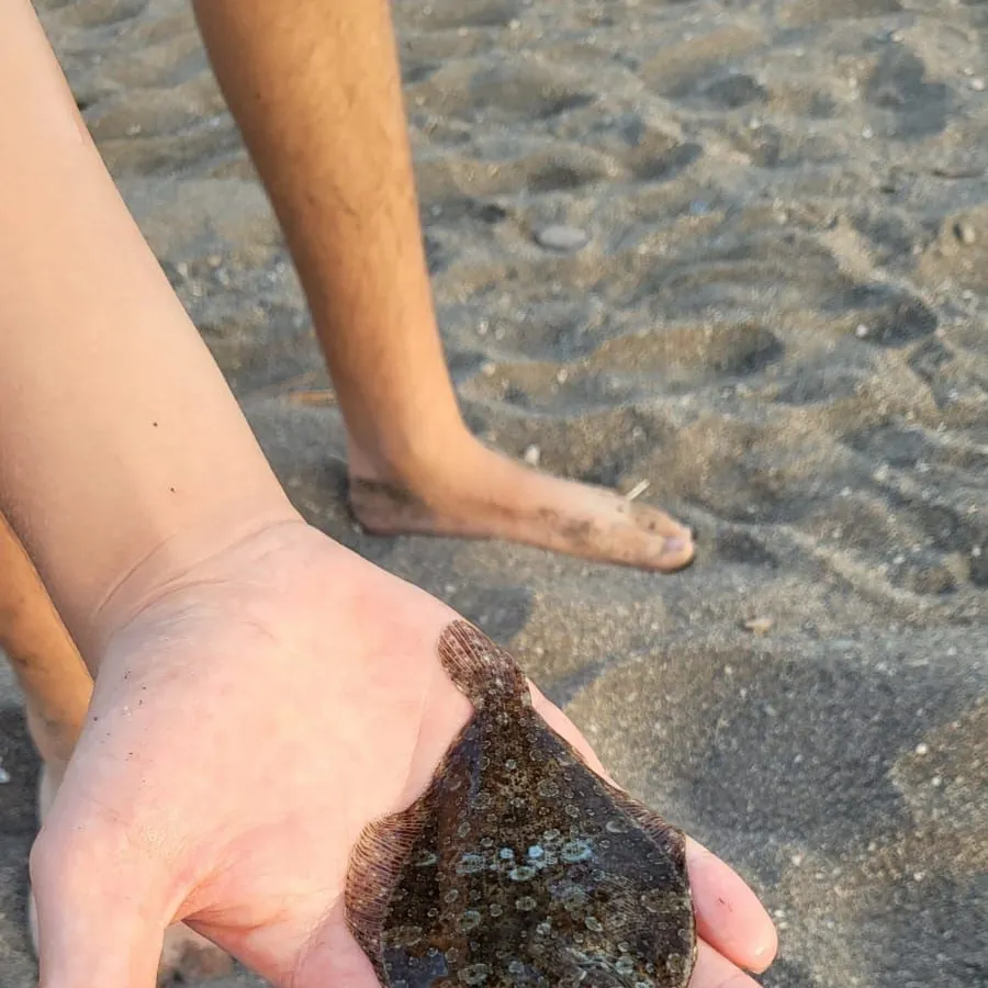 The most recent Stone Flounder catches on Fishbrain