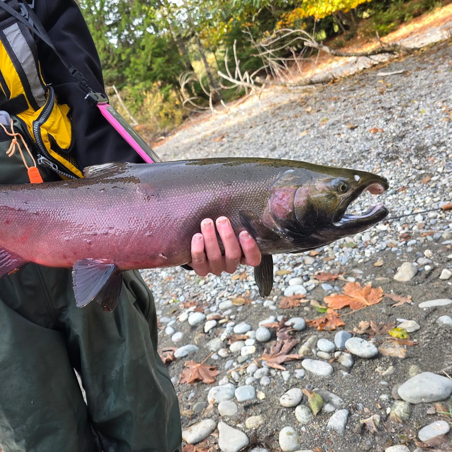 Coho salmon caught on Fishbrain