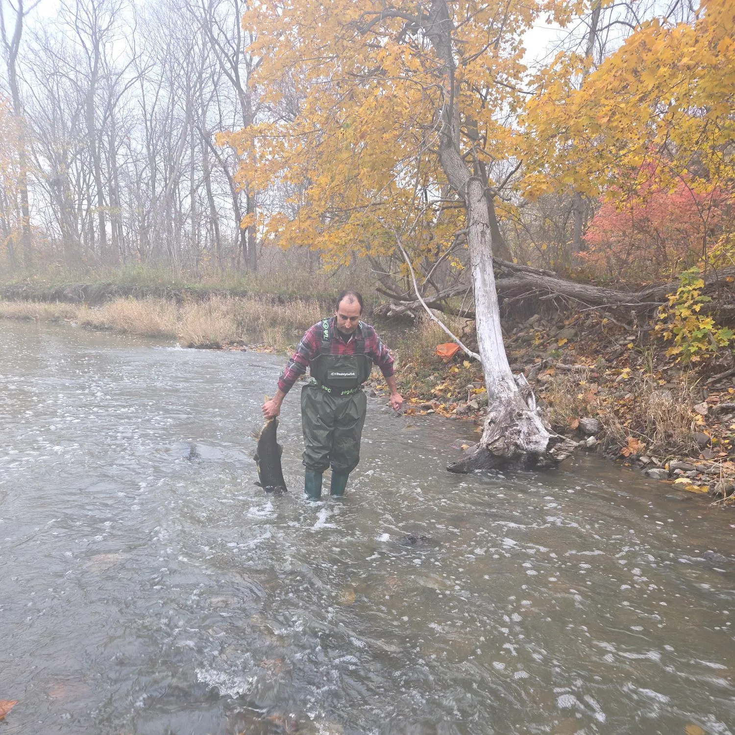 The most recent Chinook salmon catches on Fishbrain