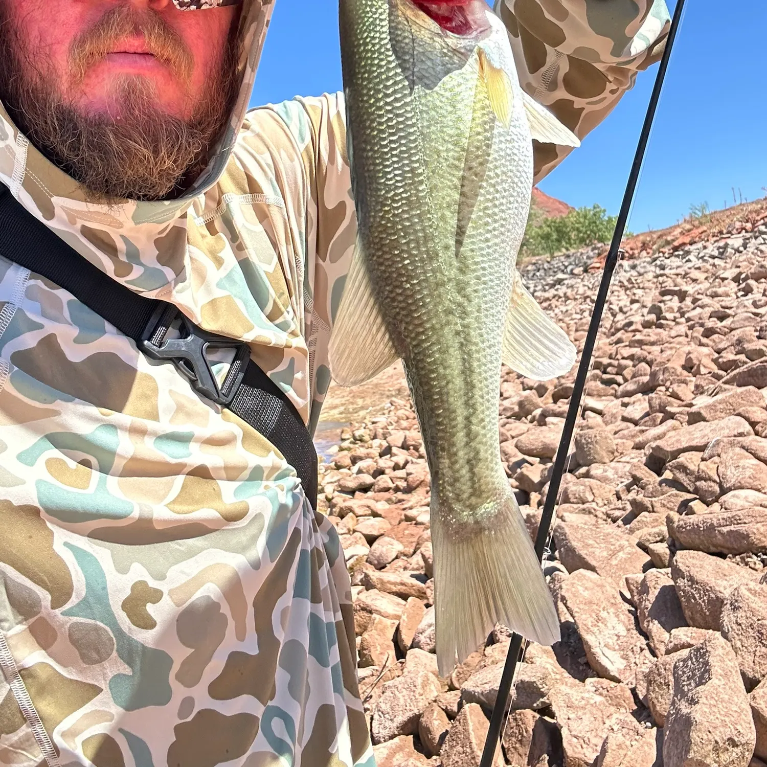 Largemouth bass caught on Fishbrain