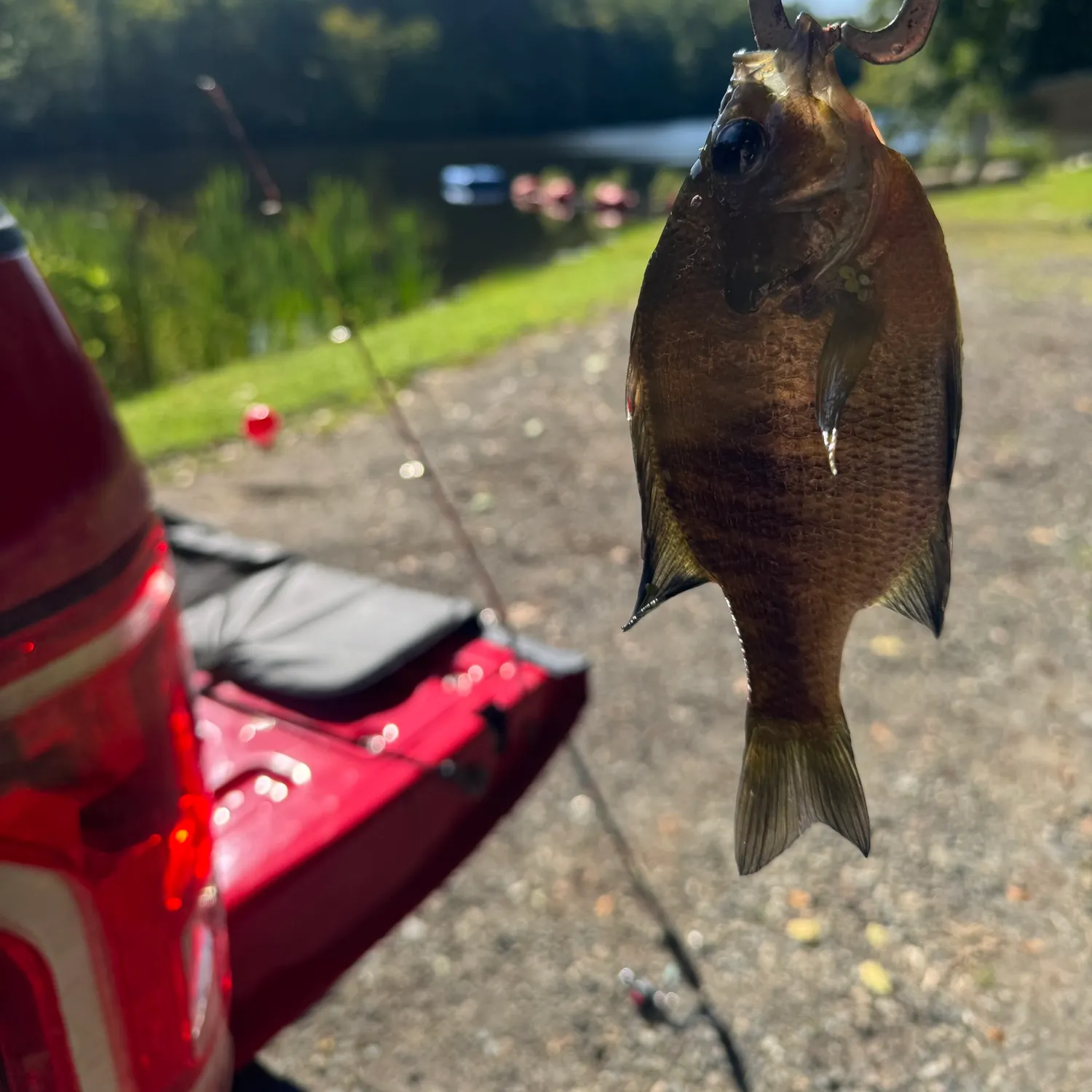 Bluegill caught on Fishbrain