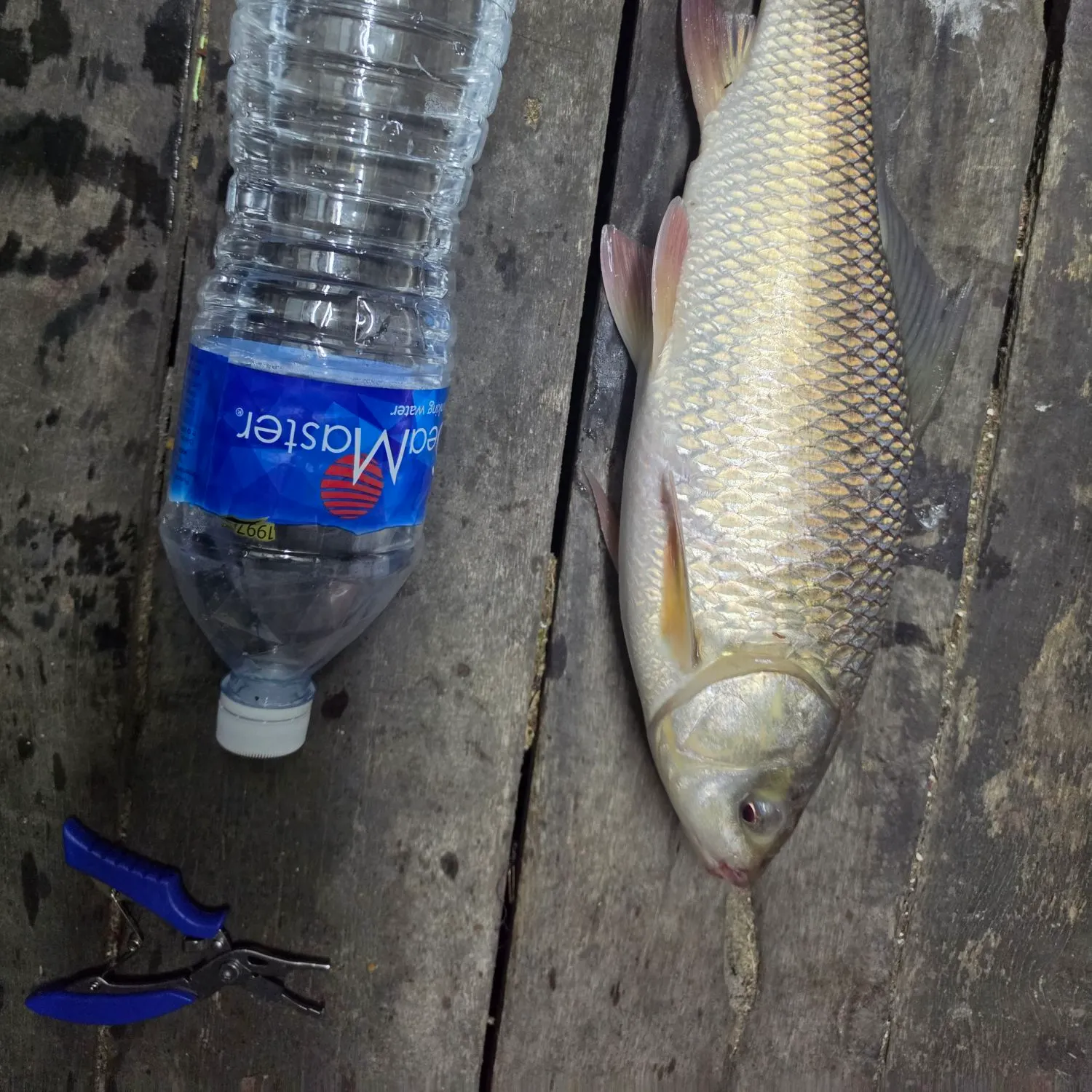 The most recent Rohu carp catches on Fishbrain