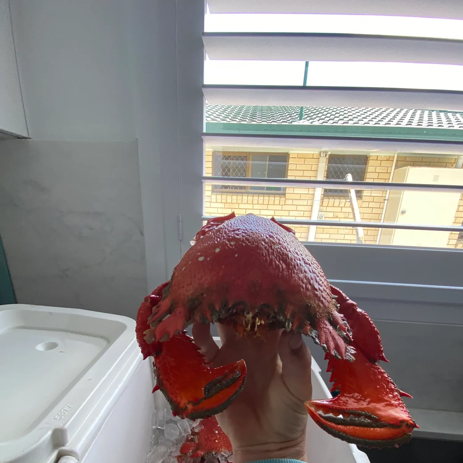 The most recent Spanner crab catches on Fishbrain