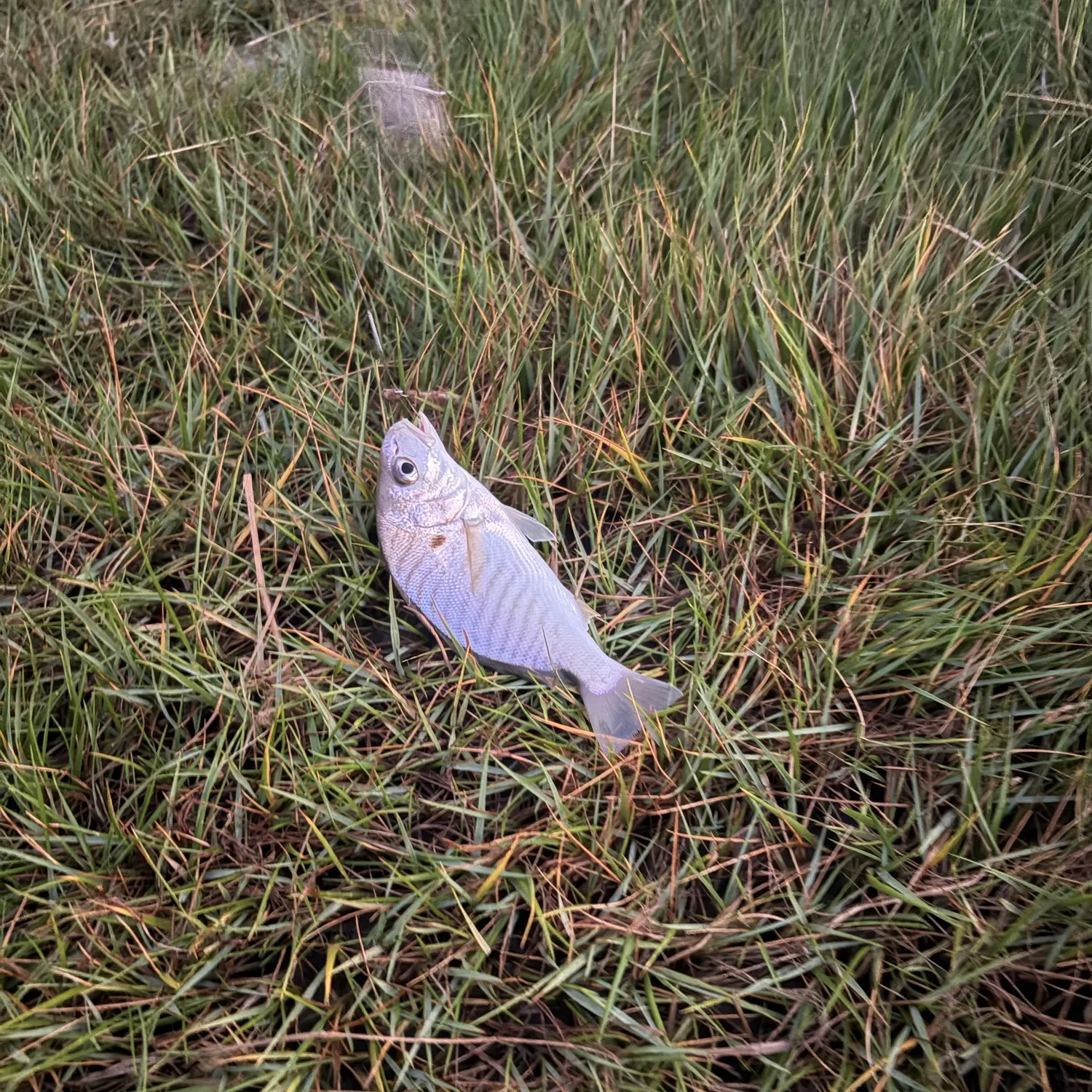 Spot croaker caught on Fishbrain