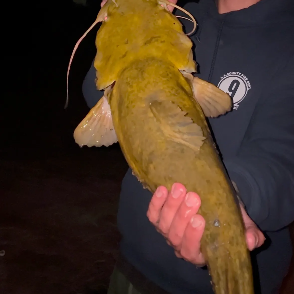 The most recent Flathead catfish catches on Fishbrain