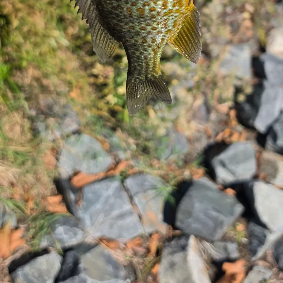 Pumpkinseed caught on Fishbrain