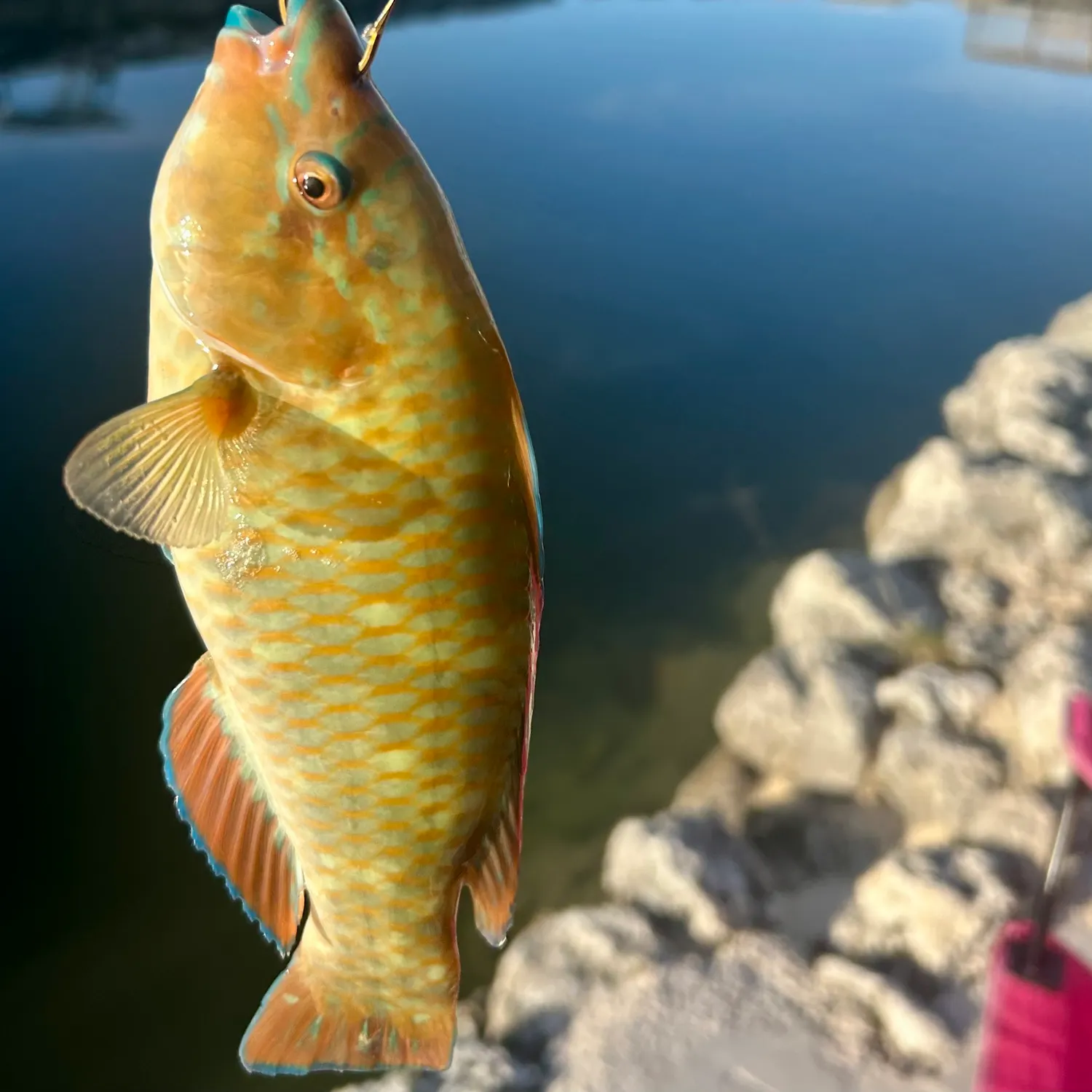 The most recent Blue-barred parrotfish catches on Fishbrain