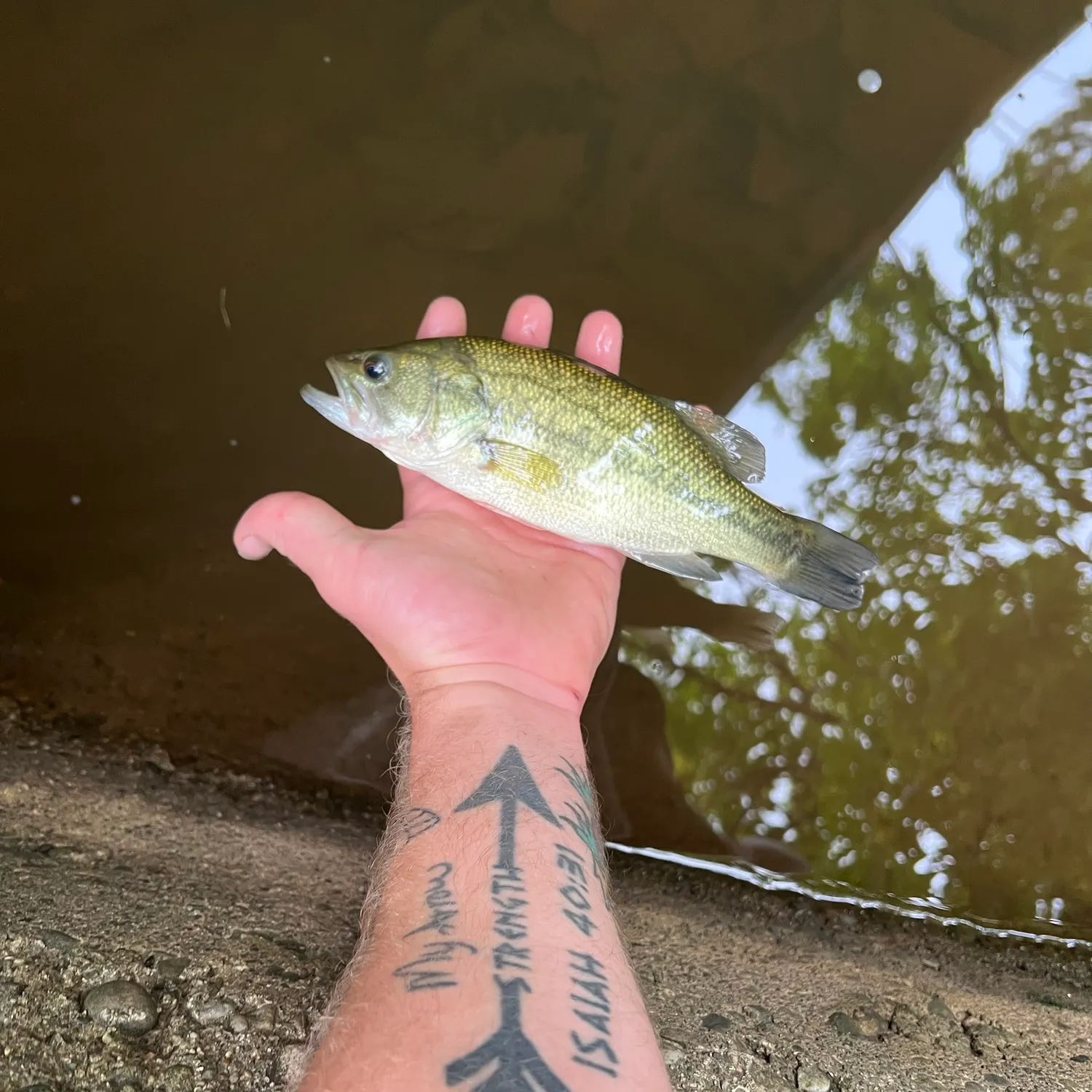 Spotted bass caught on Fishbrain