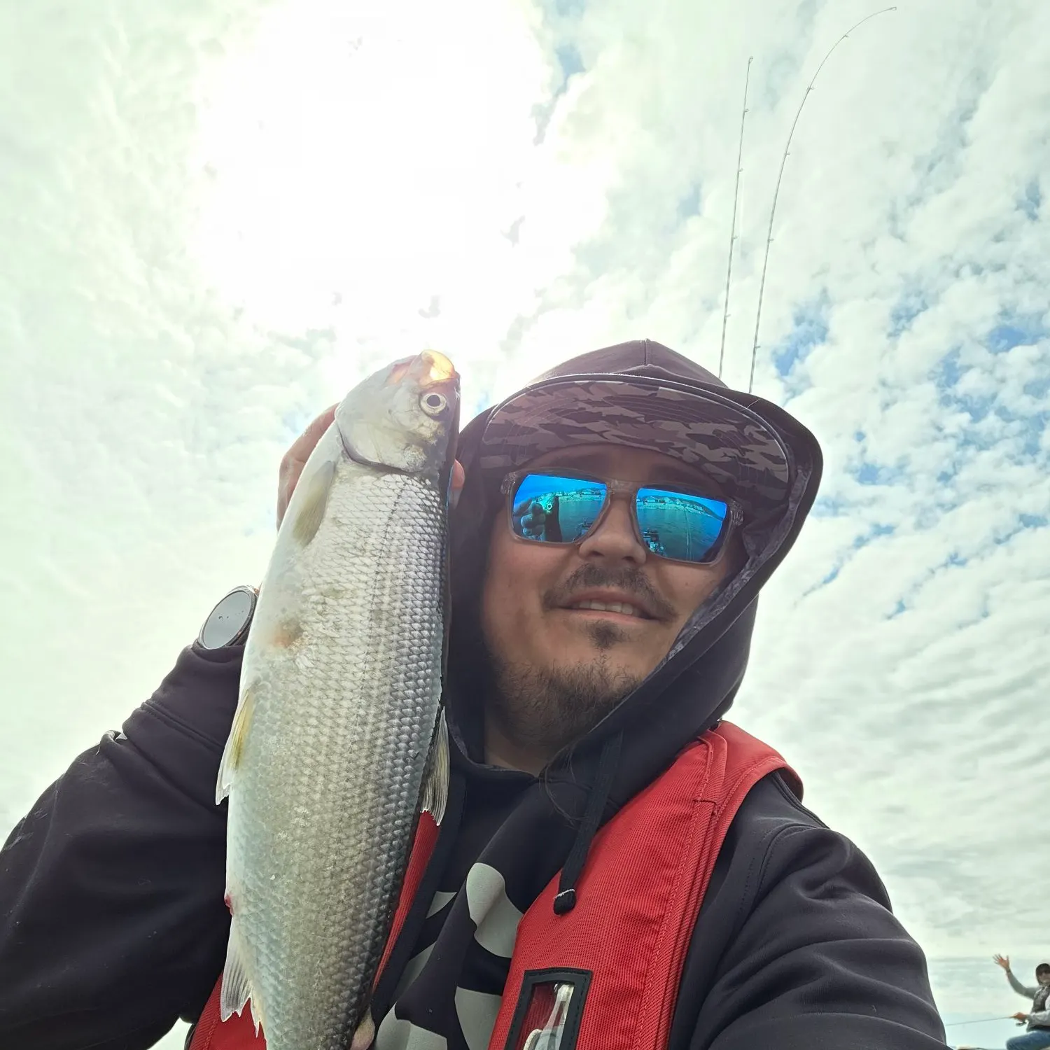 The most recent Northern cisco catches on Fishbrain