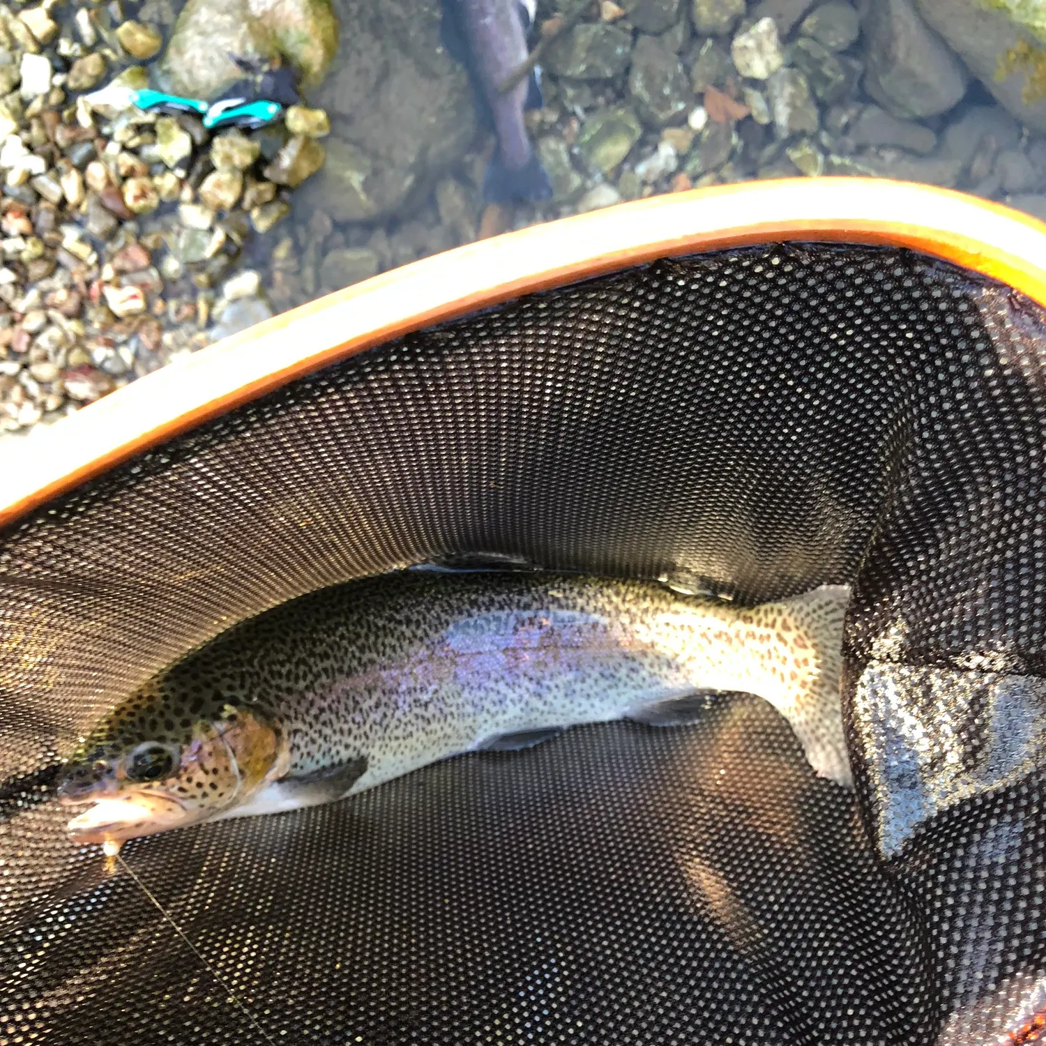 Rainbow trout caught on Fishbrain