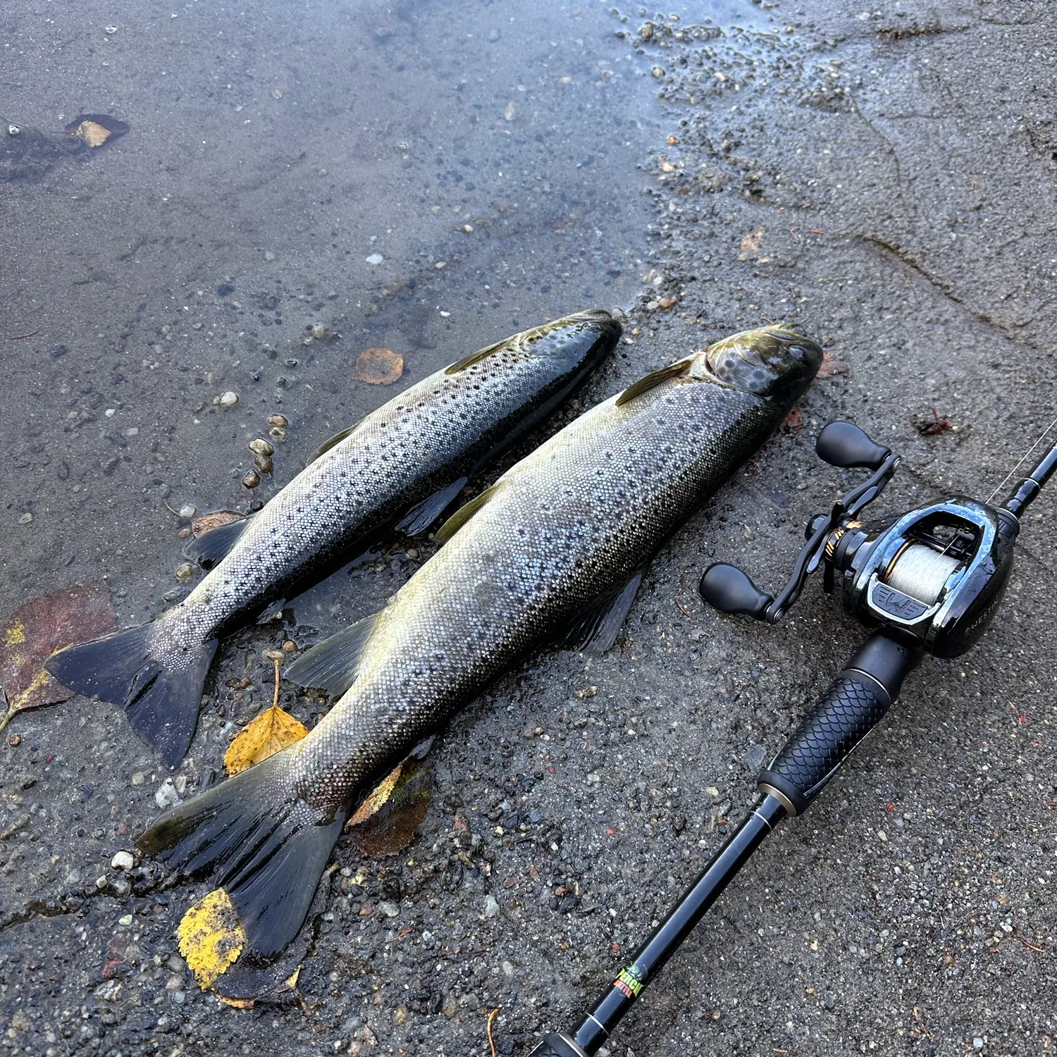 Sea trout caught on Fishbrain