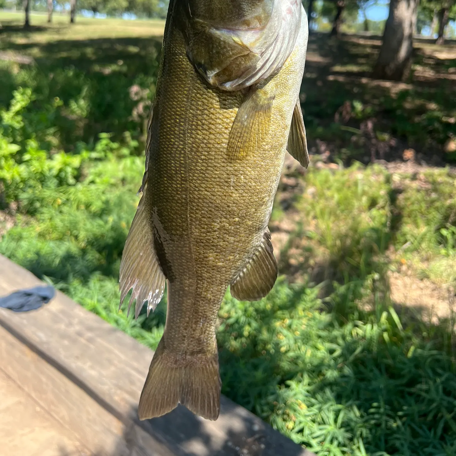 Smallmouth bass caught on Fishbrain