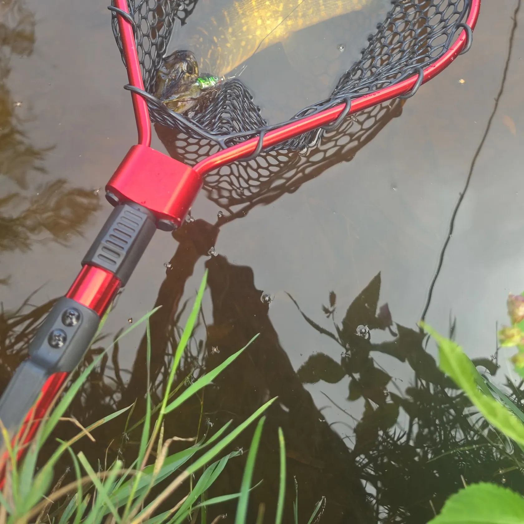 Northern pike caught on Fishbrain