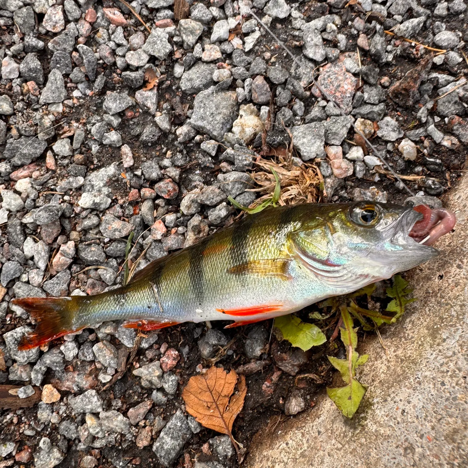 European perch caught on Fishbrain