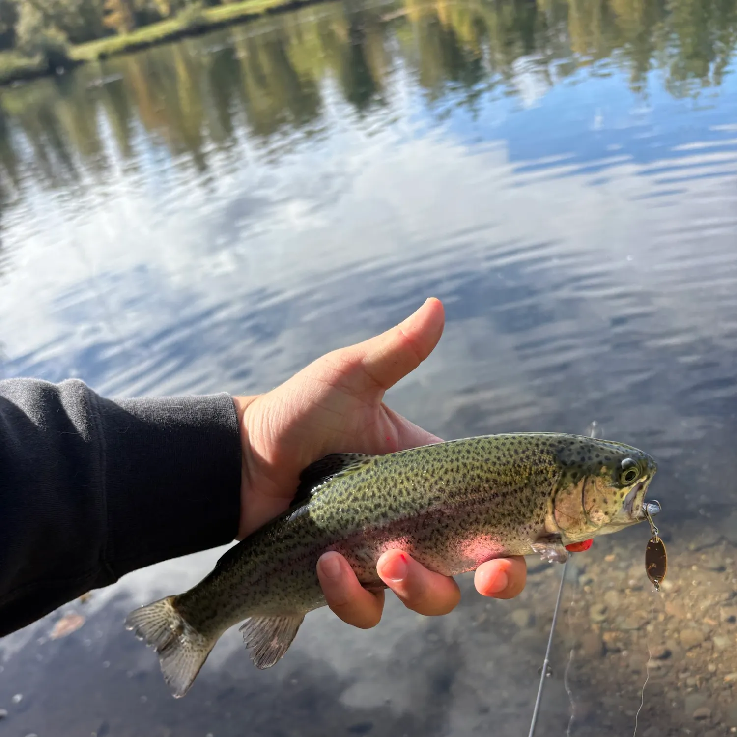 Rainbow trout caught on Fishbrain