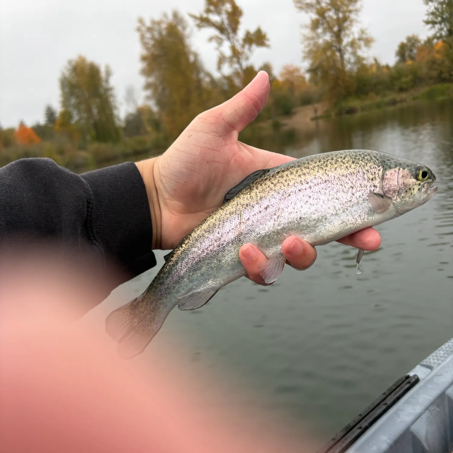 Rainbow trout caught on Fishbrain