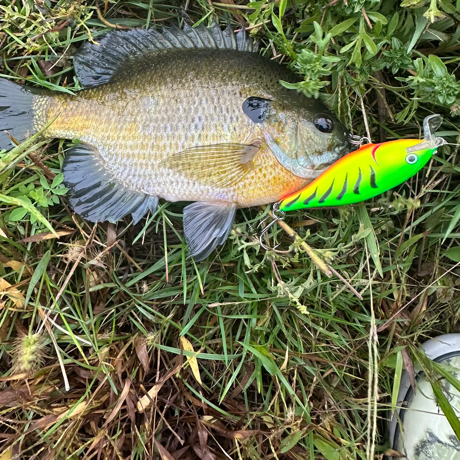 Bluegill caught on Fishbrain
