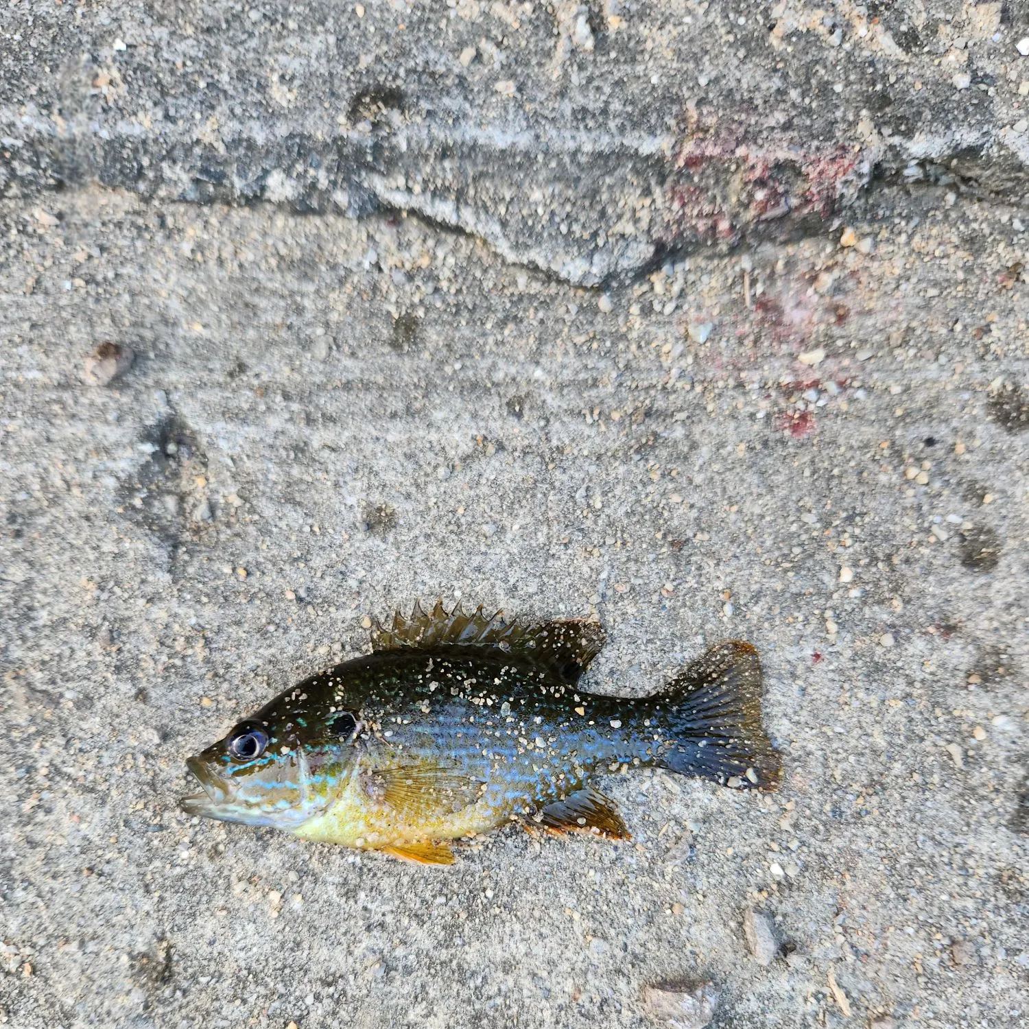 Green sunfish caught on Fishbrain
