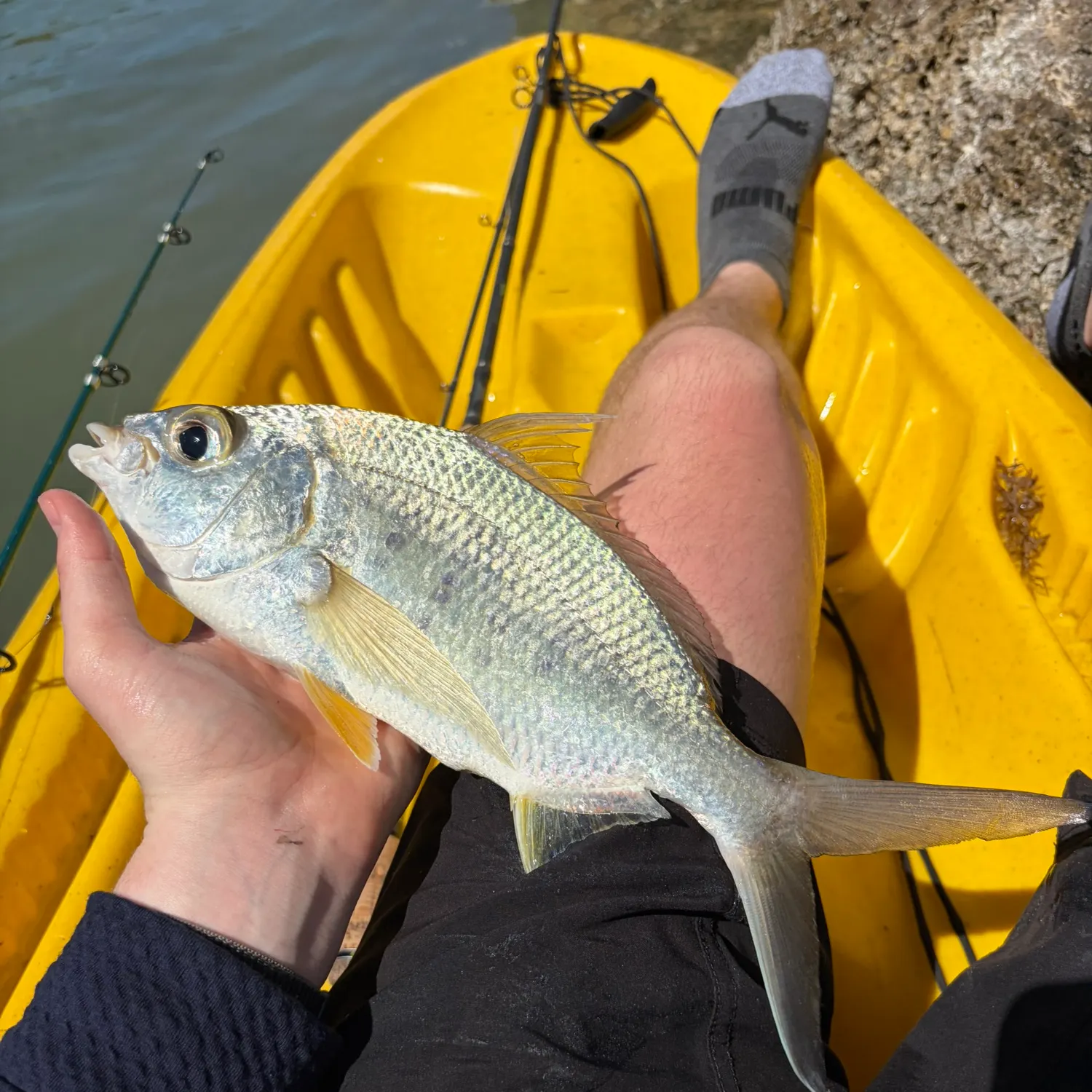 The most recent Yellowfin mojarra catches on Fishbrain