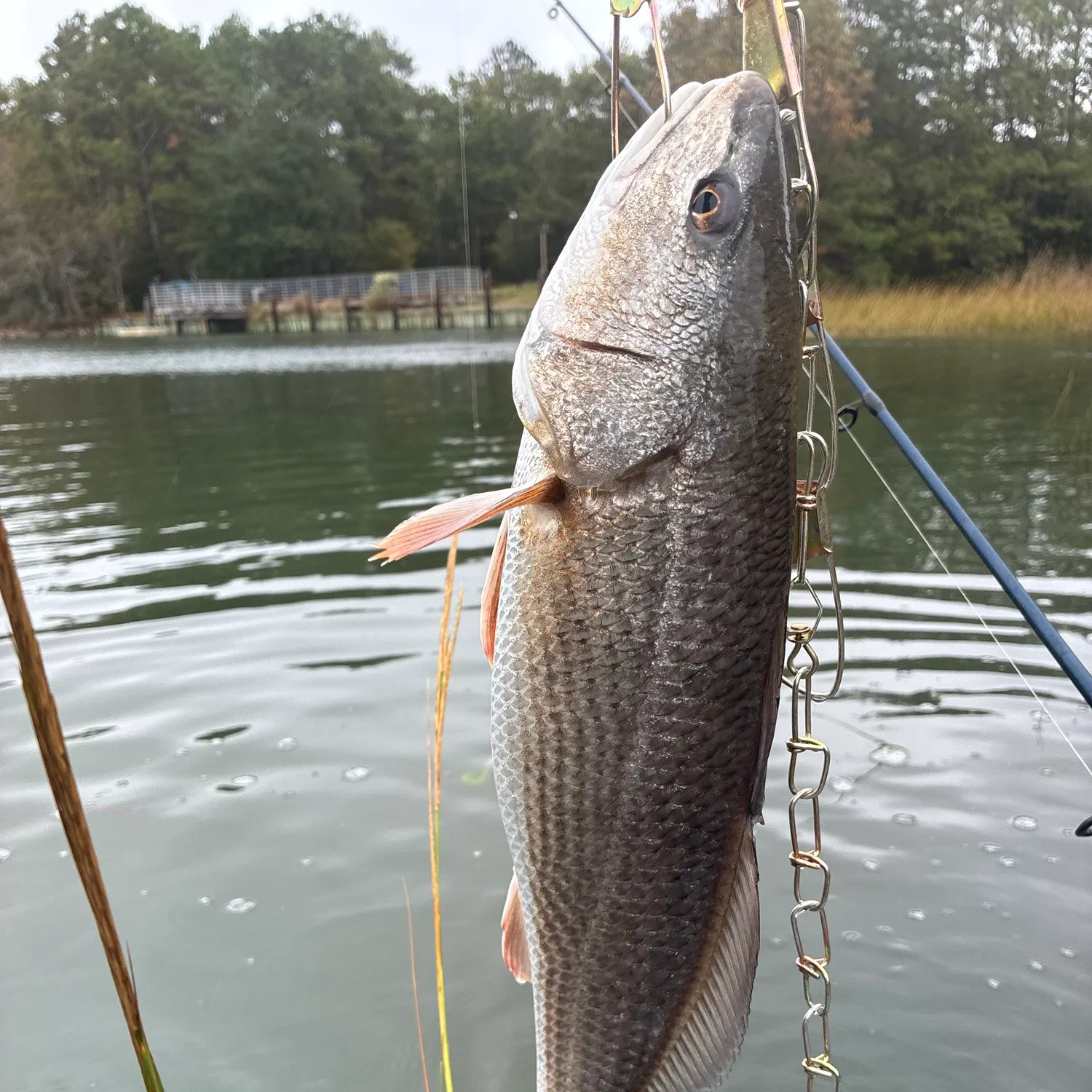 Red drum caught on Fishbrain