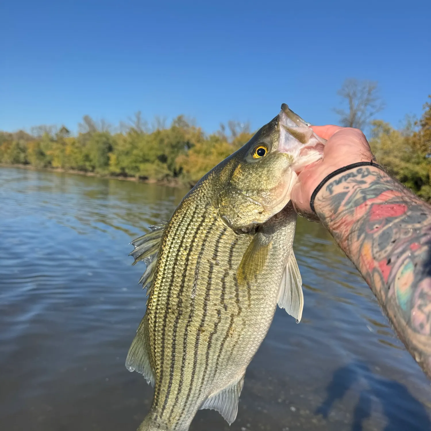 Wiper caught on Fishbrain