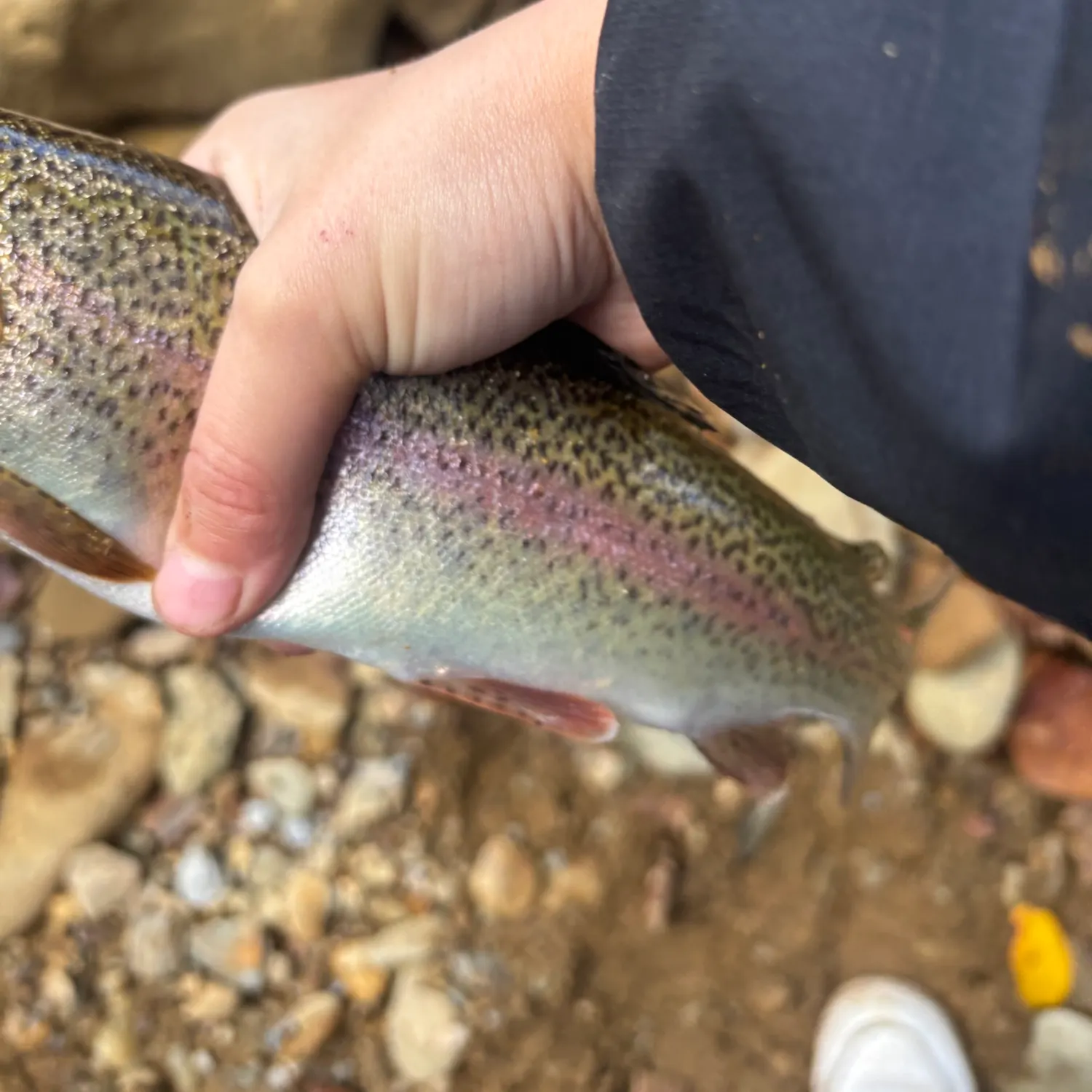 Fish caught on Fishbrain