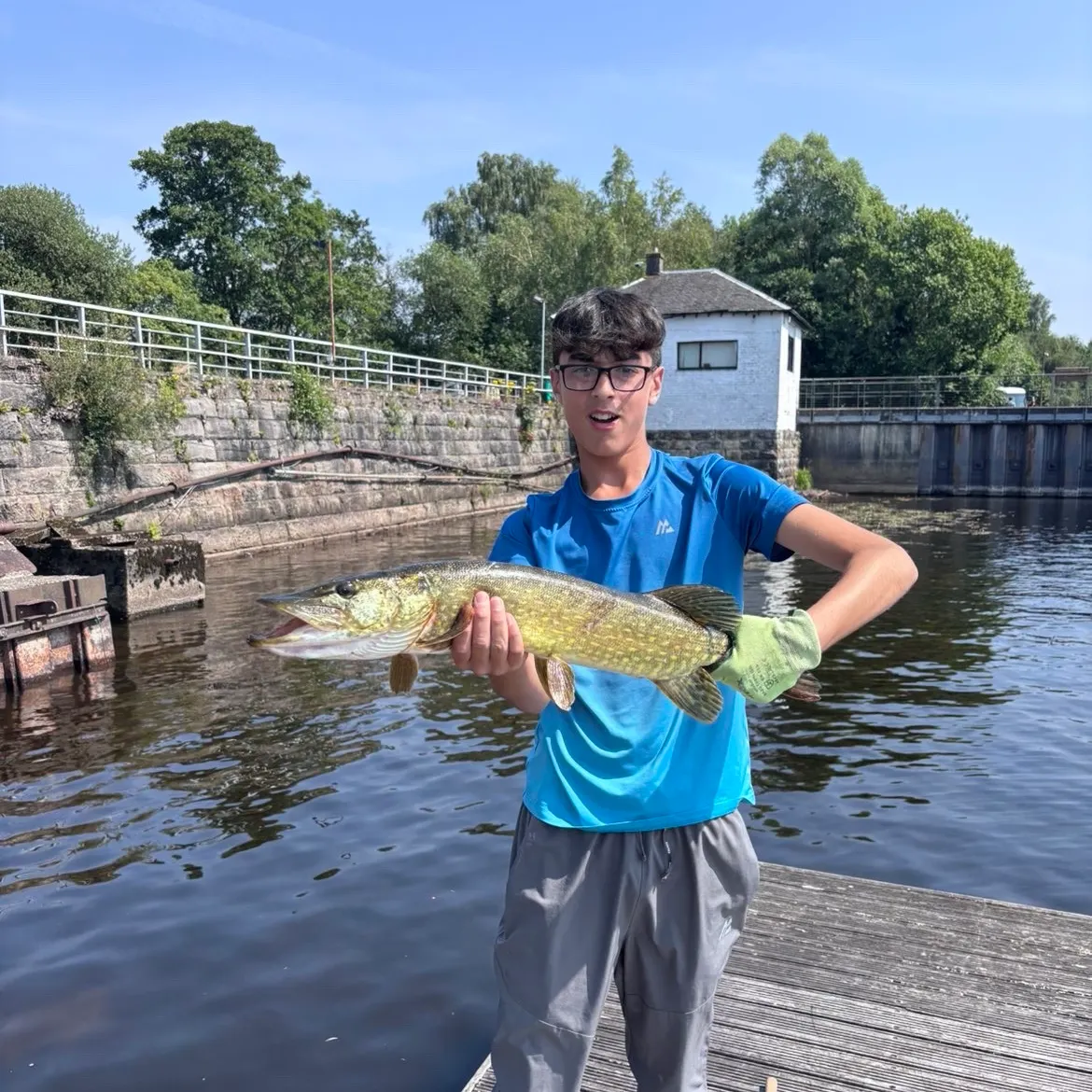 Northern pike caught on Fishbrain