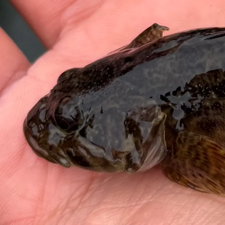The most recent Prickly sculpin catches on Fishbrain