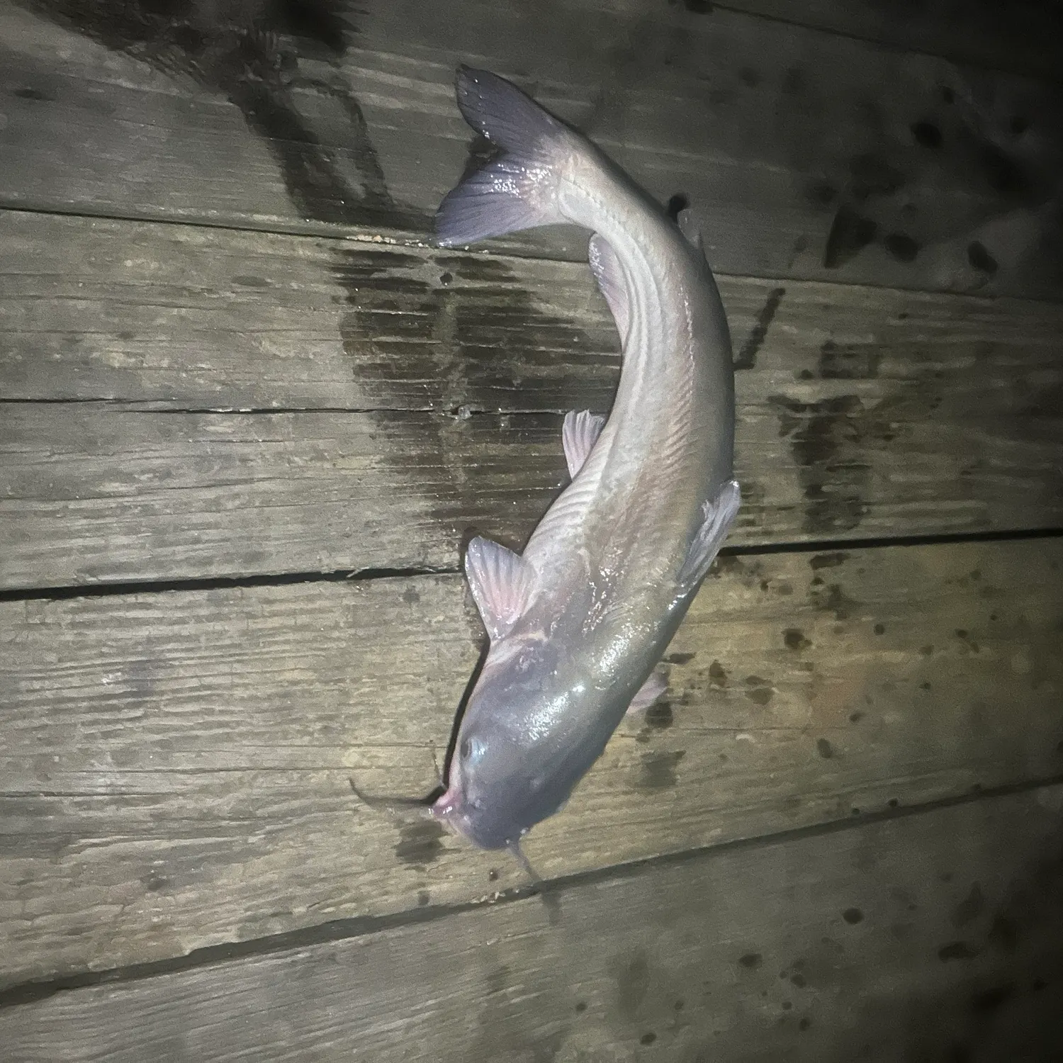 Blue catfish caught on Fishbrain