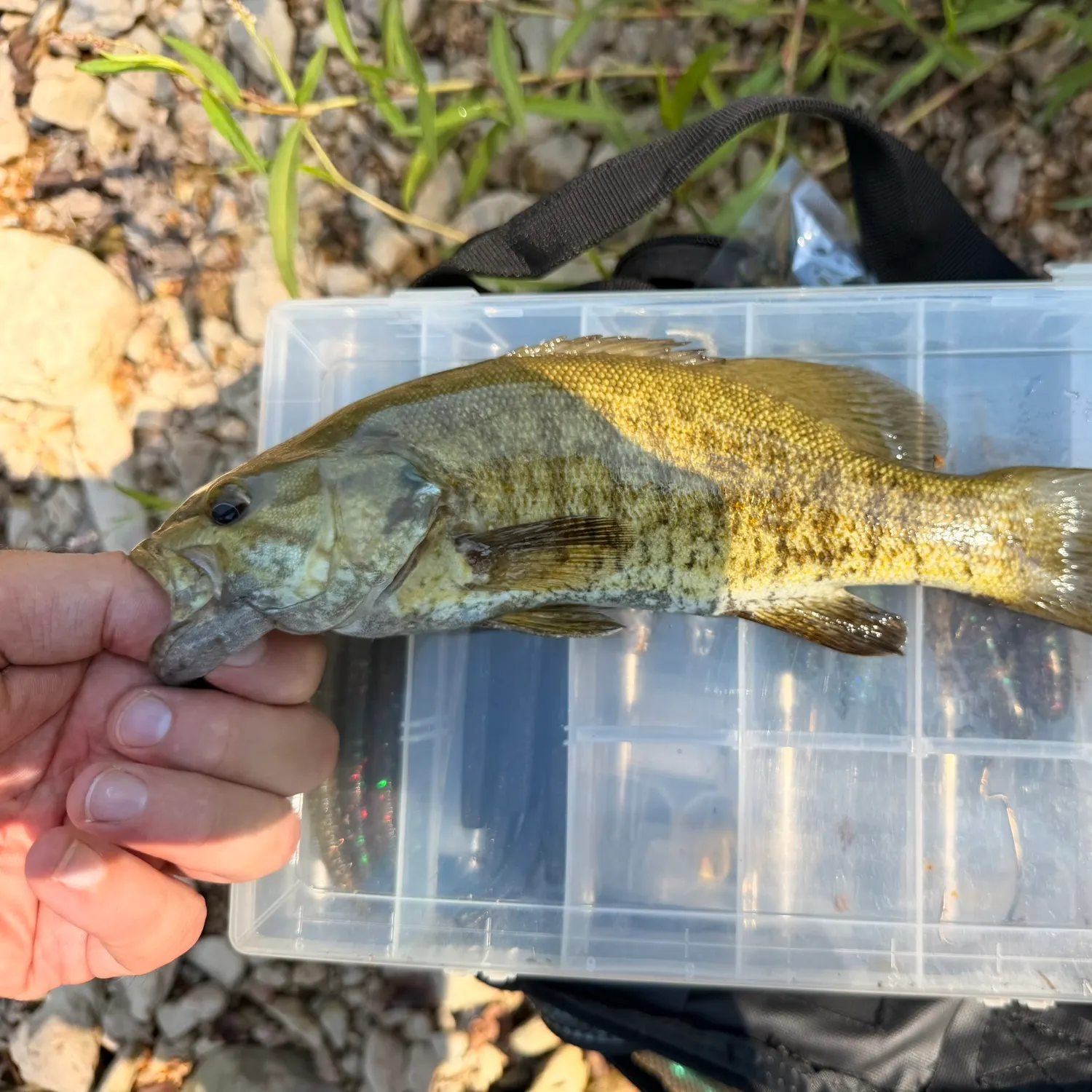 Smallmouth bass caught on Fishbrain