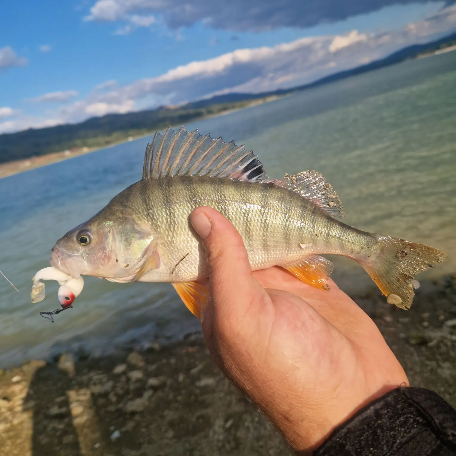 Fish caught on Fishbrain