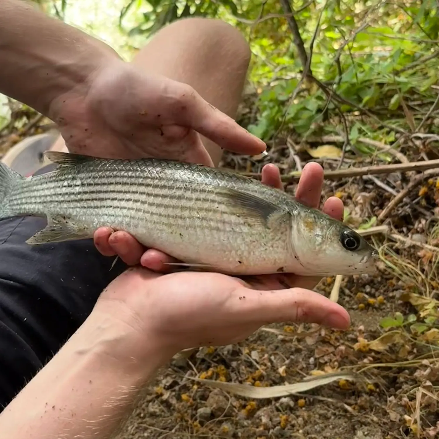 The most recent Golden grey mullet catches on Fishbrain