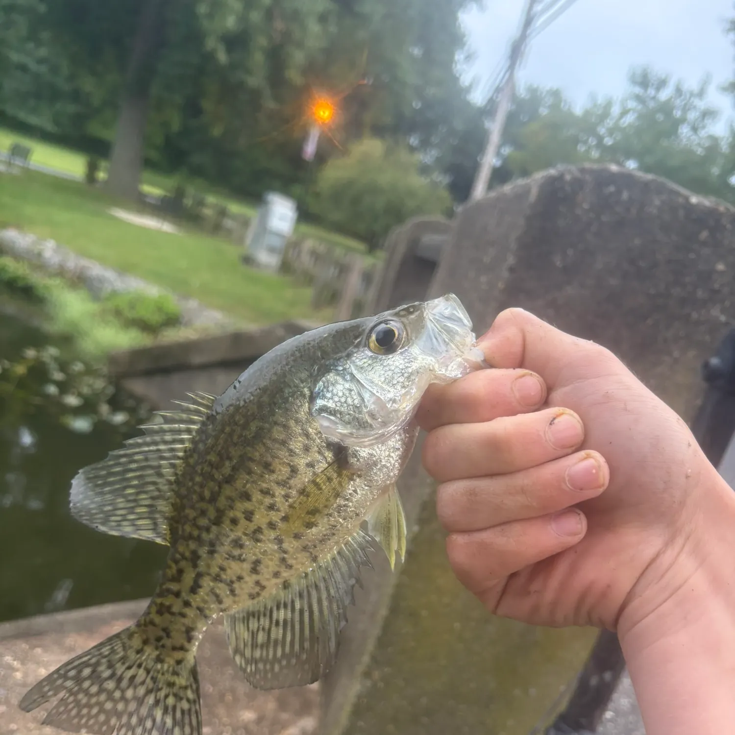Black crappie caught on Fishbrain