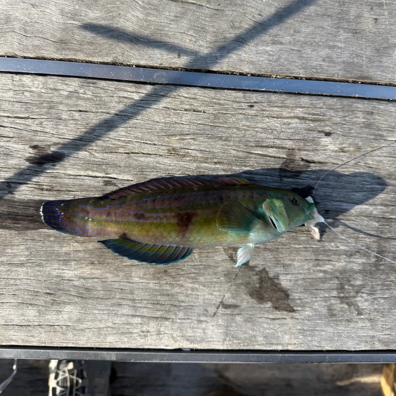 The most recent Patrician wrasse catches on Fishbrain