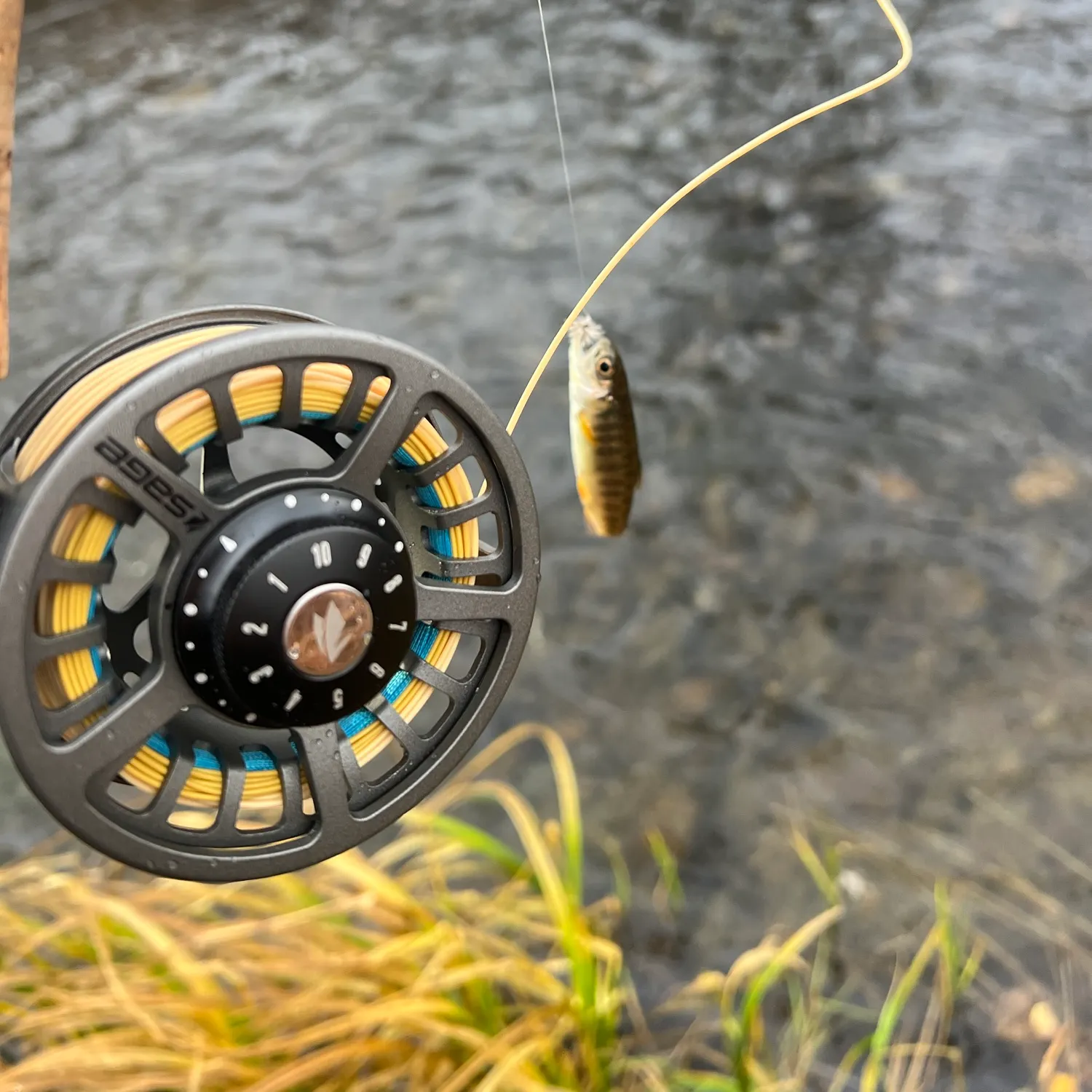 Rainbow trout caught on Fishbrain