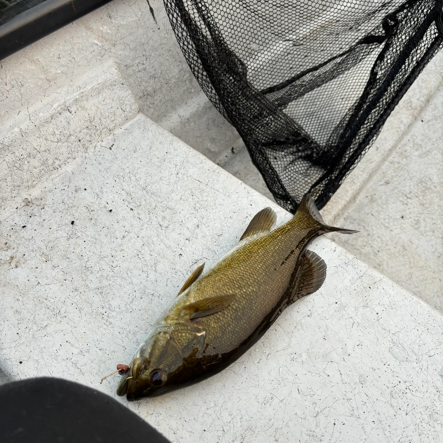 Smallmouth bass caught on Fishbrain