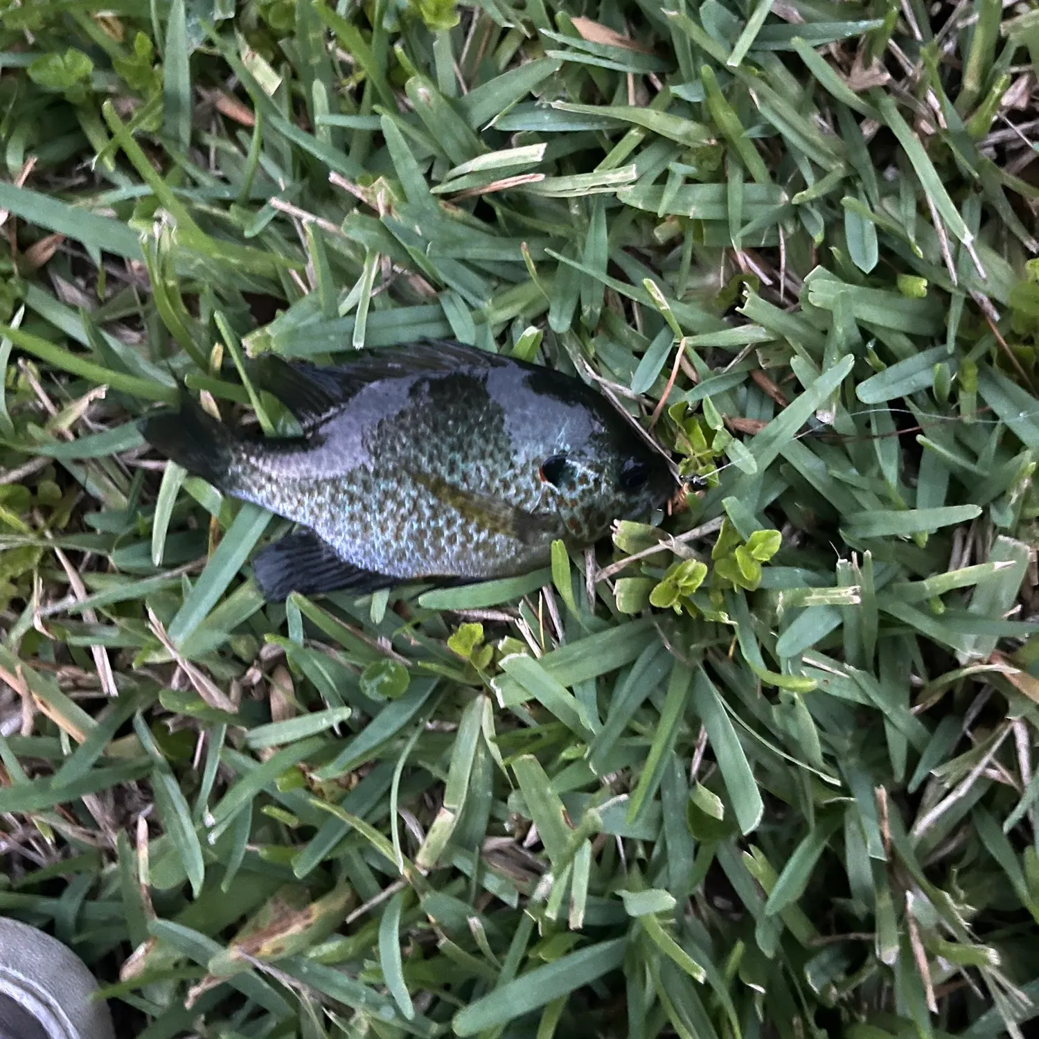 The most recent Redear x bluegill catches on Fishbrain