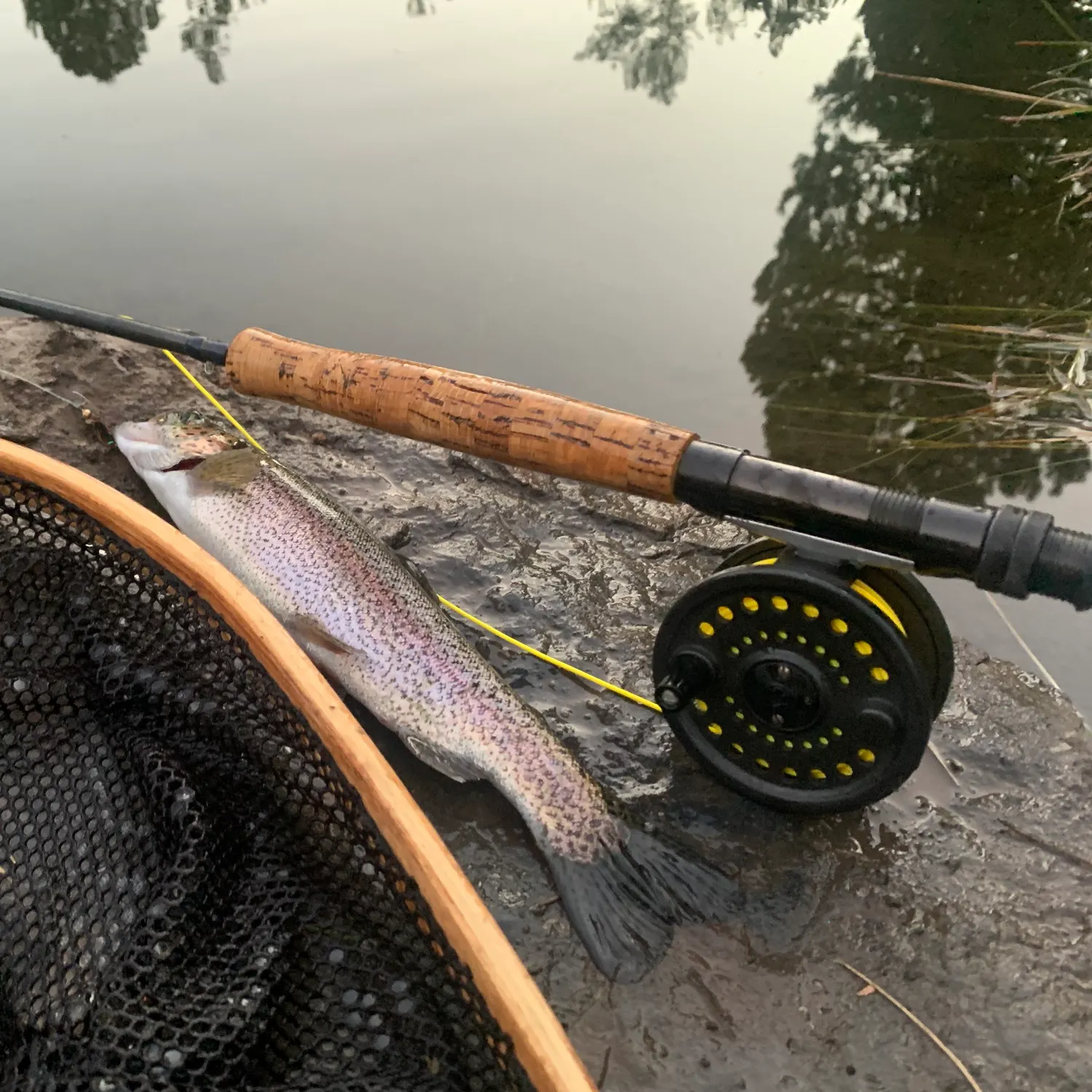 Rainbow trout caught on Fishbrain