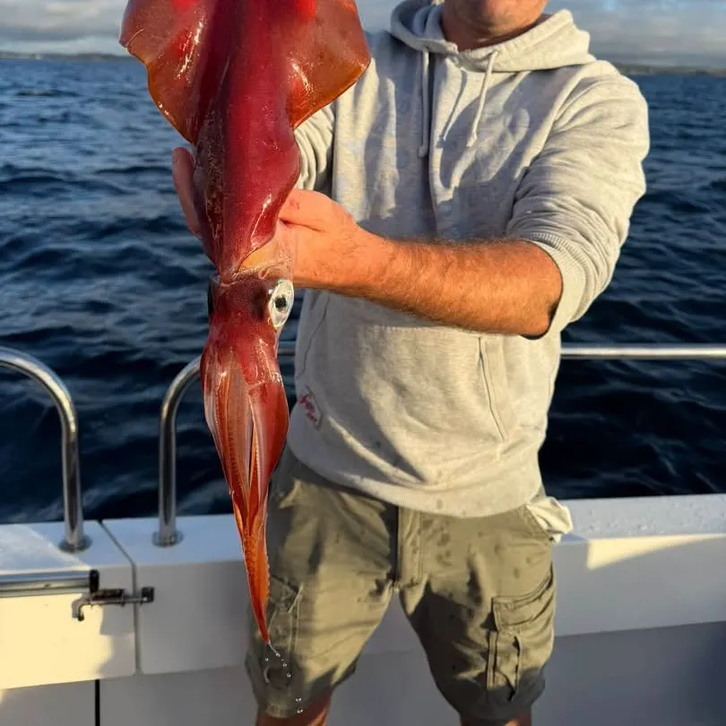 Southern calamari caught on Fishbrain