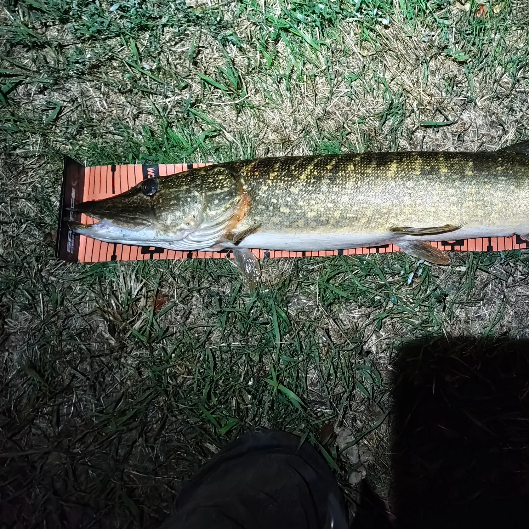 Northern pike caught on Fishbrain