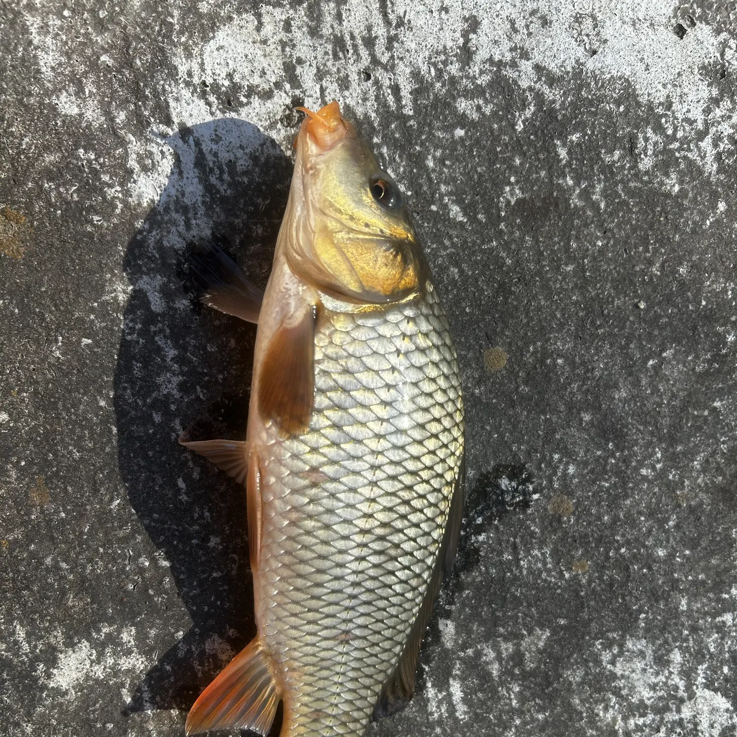 Common carp caught on Fishbrain