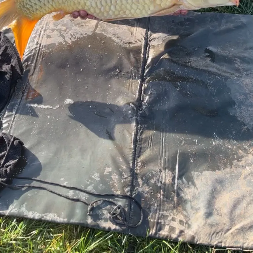 The most recent Ghost carp catches on Fishbrain