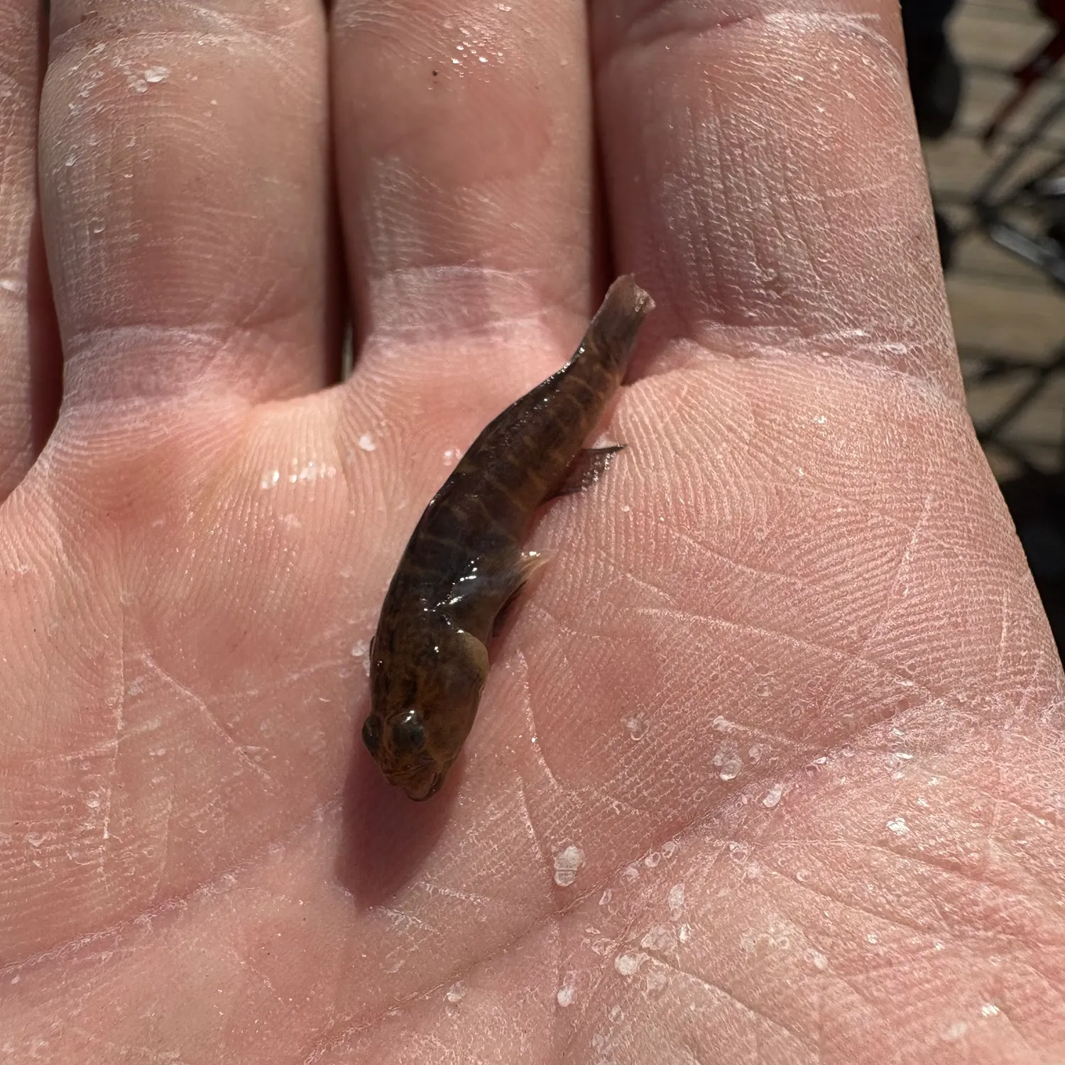 The most recent Naked goby catches on Fishbrain