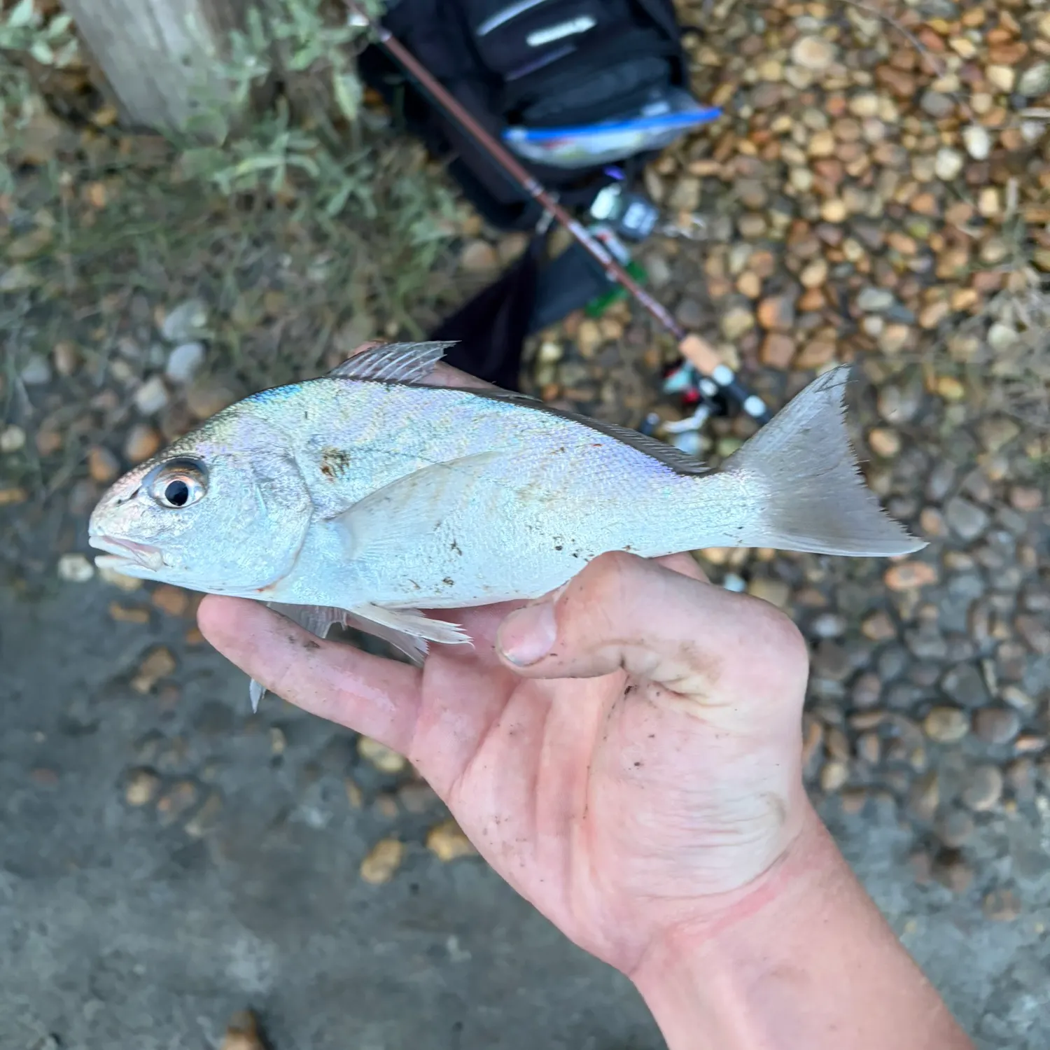 The most recent Palometa catches on Fishbrain