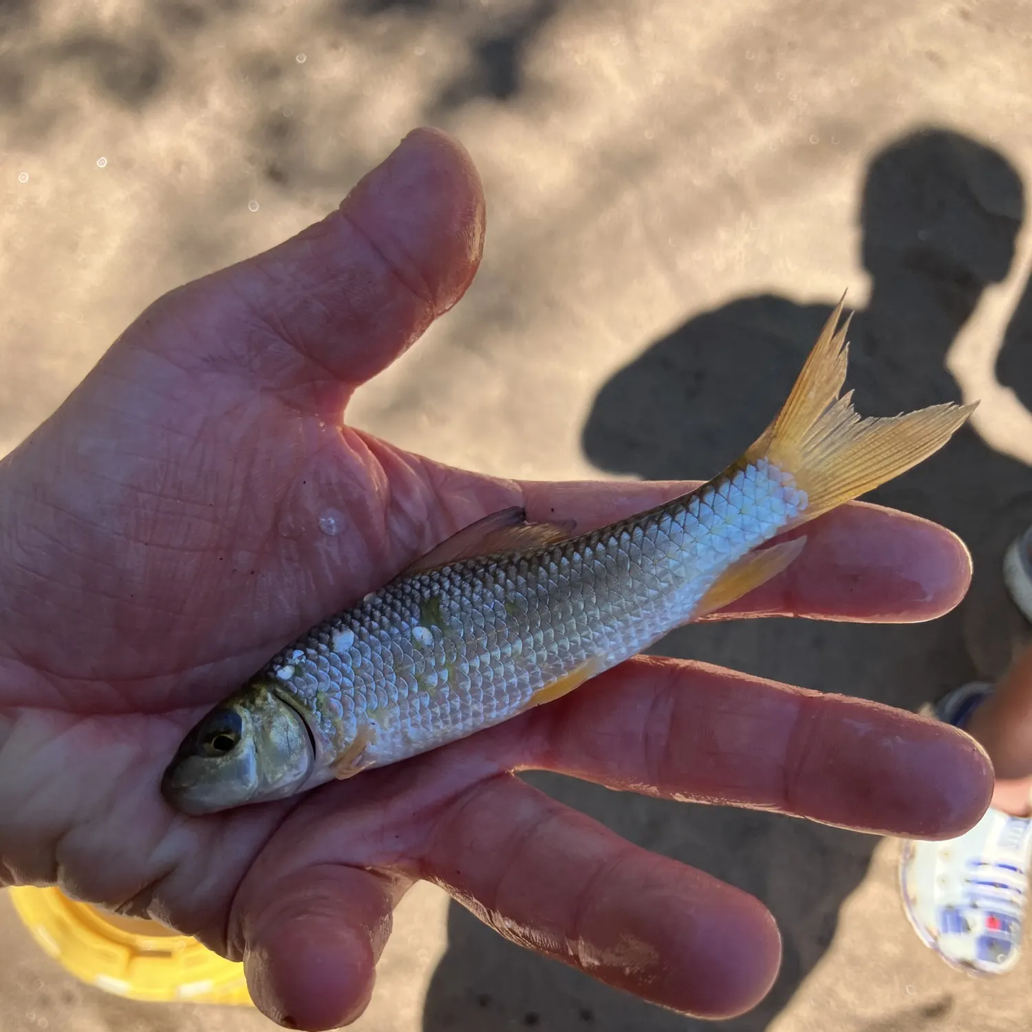 The most recent V-lip redhorse catches on Fishbrain