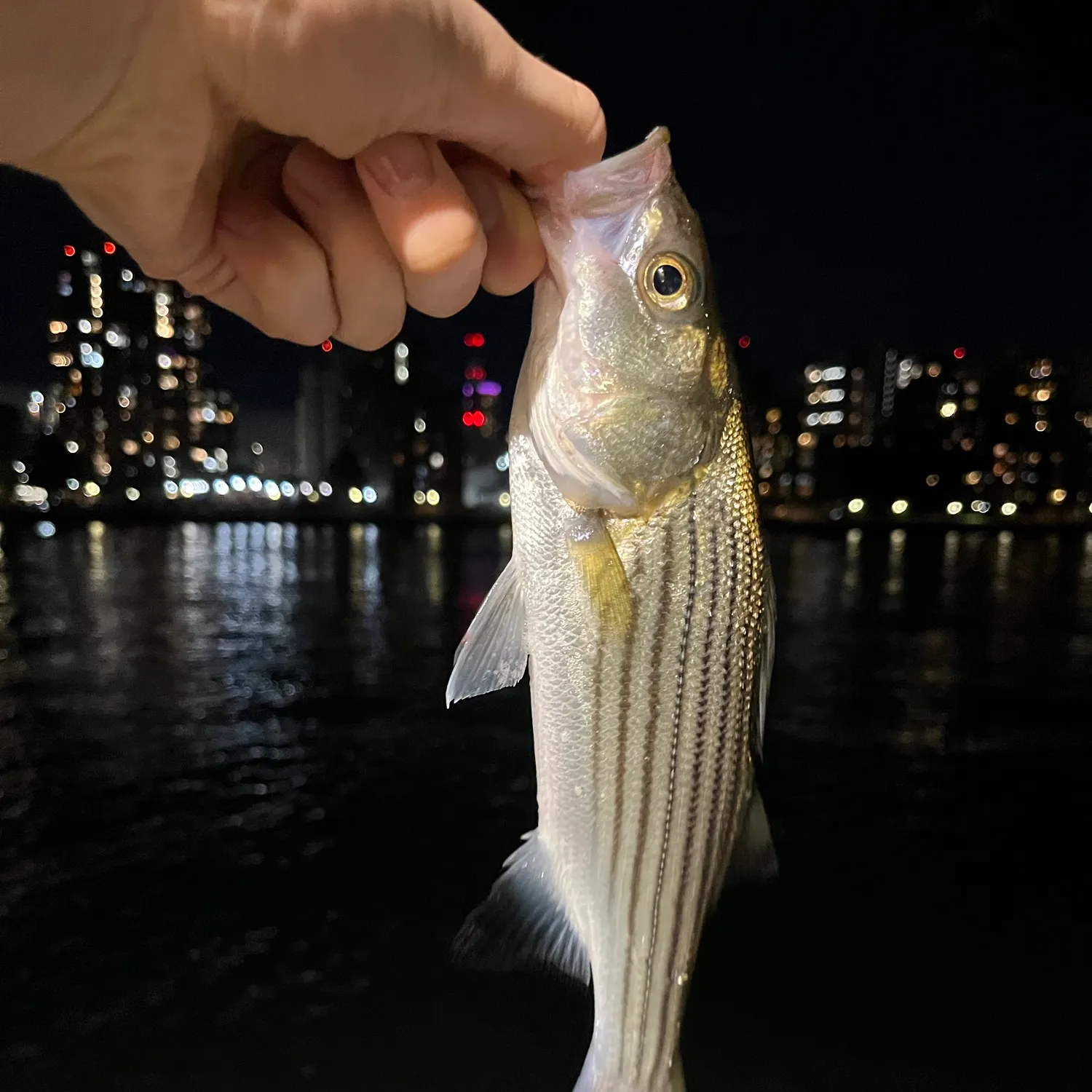 Striped bass caught on Fishbrain