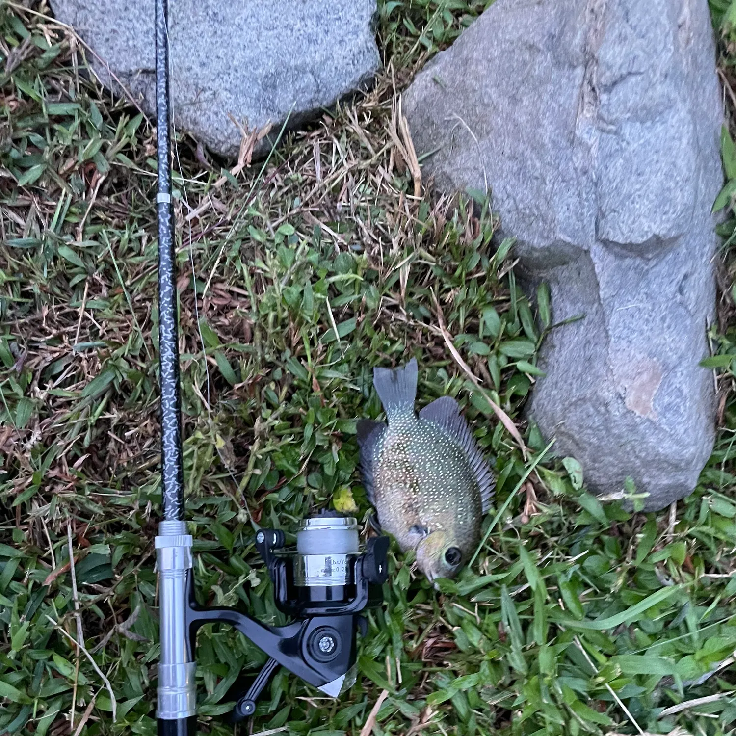 Pearlspot caught on Fishbrain