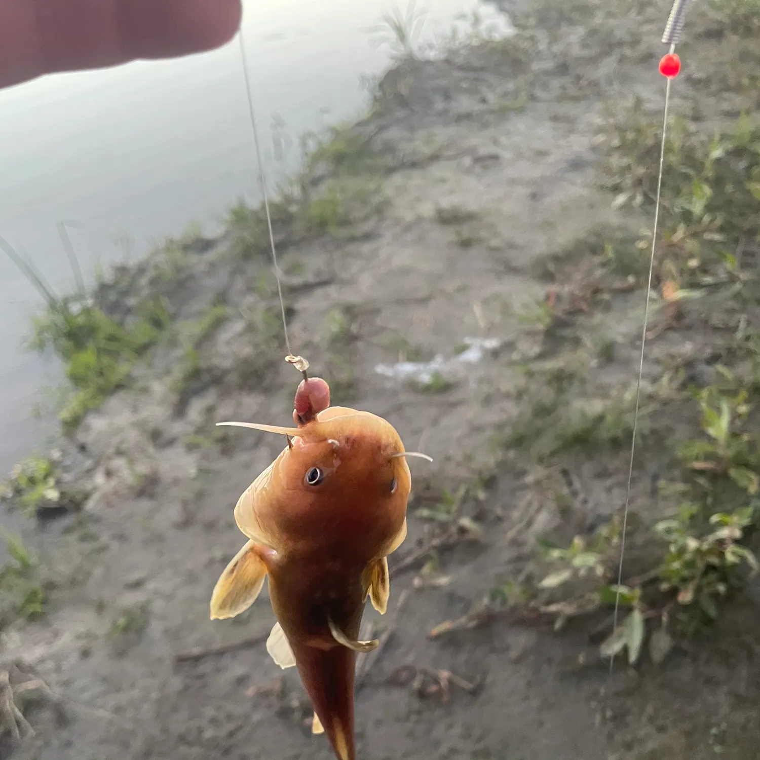 Black bullhead caught on Fishbrain