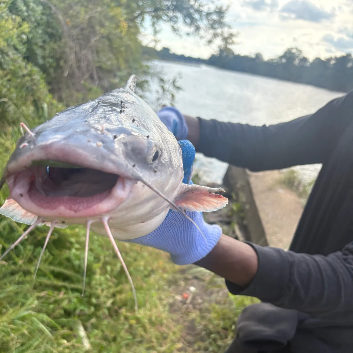Blue catfish caught on Fishbrain