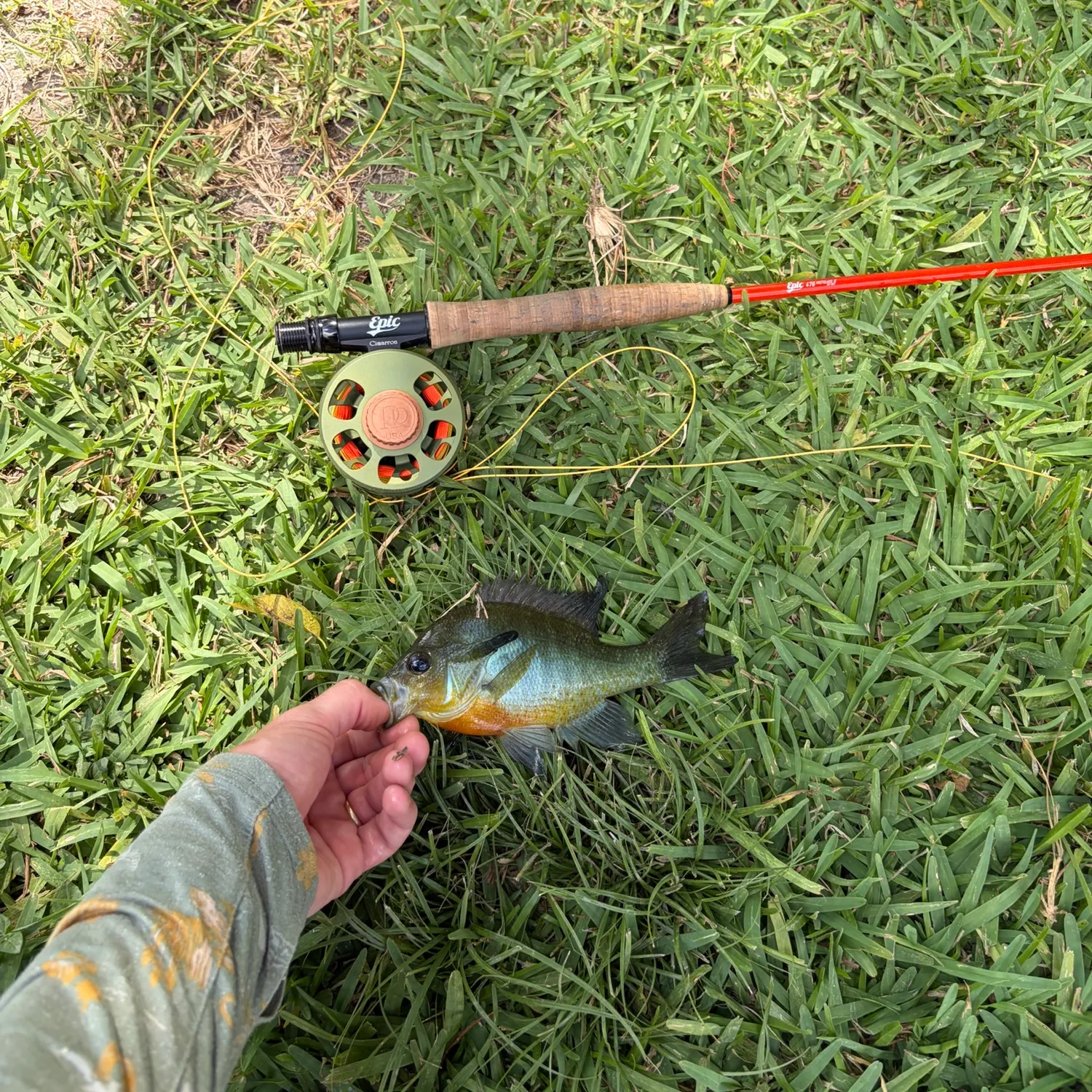 Bluegill caught on Fishbrain